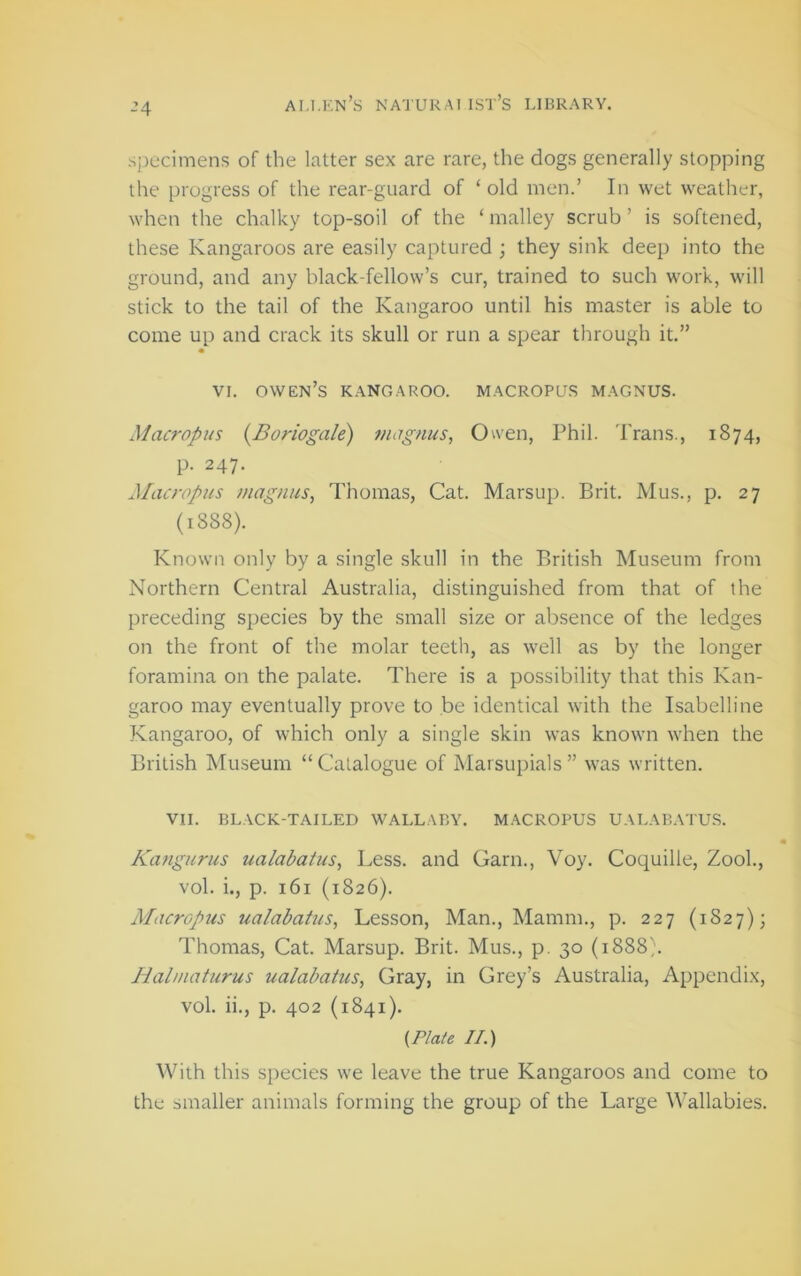 -’4 sj3ecimens of the latter sex are rare, the dogs generally stopping the progress of the rear-guard of ‘old men.’ In wet weather, when the chalky top-soil of the ‘ nialley scrub ’ is softened, these Kangaroos are easily captured ; they sink deep into the ground, and any black-fellow’s cur, trained to such work, will stick to the tail of the Kangaroo until his master is able to come up and crack its skull or run a spear through it.” VI. Owen’s kangaroo, macropus magnus. Macropus {Boriogale) magnus, Owen, Phil. Trans., 1874, p. 247. Macropus magnus, Thomas, Cat. Marsup. Brit. Mus., p. 27 (1888). Known only by a single .skull in the British Museum from Northern Central Australia, distinguished from that of the preceding species by the small size or absence of the ledges on the front of the molar teeth, as well as by the longer foramina on the palate. There is a possibility that this Kan- garoo may eventually prove to be identical with the Isabelline Kangaroo, of which only a single skin was known when the British Museum “ Catalogue of Marsupials ” was written. VII. BL.VCK-TAILED WALLABY. MACROPUS UALABATUS. Kangurus ualabatus, Less, and Garn., Voy. Coquille, Zook, vol. i., p. 161 (1826). Macropus ualabatus. Lesson, Man., Mamm., p. 227 (1827); Thomas, Cat. Marsup. Brit. Mus., p. 30 (1888;. liahnaturus ualabatus, Gray, in Grey’s Australia, Appendix, vol. ii., p. 402 (1841). {Plate II.) With this species we leave the true Kangaroos and come to the smaller animals forming the group of the Large Wallabies.