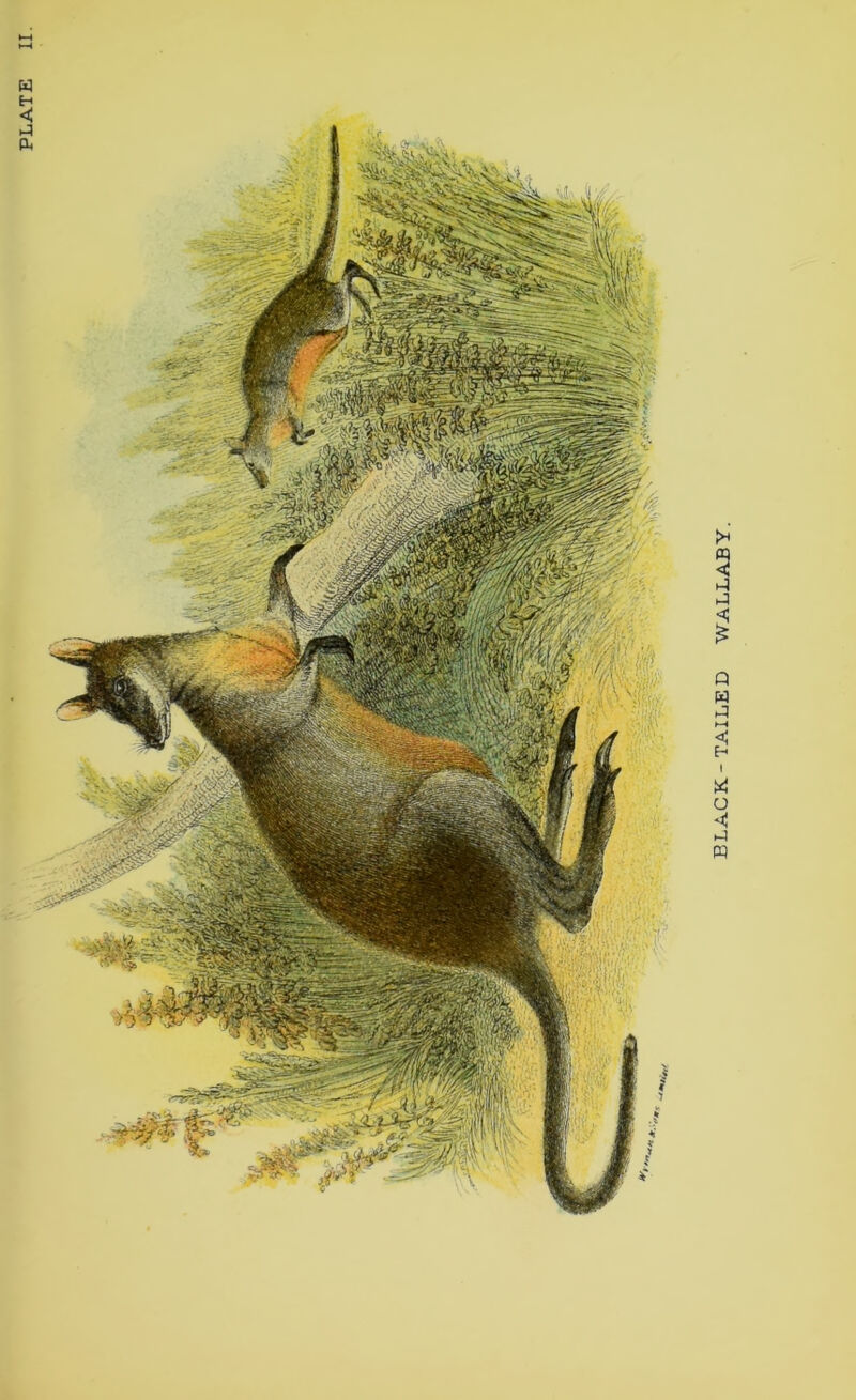 PLATE BLACK-TAILED WALLABY.