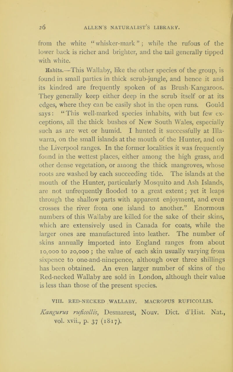 from the white “whisker-mark”; wliile the rufous of the lower back is richer and brigliter, and the tail generally tipped with white. j Habits.—This Wallaby, like the other species of the group, is | found in small parties in thick scrub-jungle, and hence it and ' its kindred are frequently spoken of as Brush-Kangaroos, i They generally keep either deep in the scrub itself or at its edges, where they can be easily shot in the open runs. Gould says: “This well-marked species inhabits, with but few ex- ceptions, all the thick bushes of New South Wales, especially ; such as are wet or humid. I hunted it successfully at Ilia- j warra, on the small islands at the mouth of the Hunter, and on ‘ the Liverpool ranges. In the former localities it was frequently | found in the wettest places, either among the high grass, and j other dense vegetation, or among the thick mangroves, whose \ roots are washed by each succeeding tide. The islands at the mouth of the Hunter, particularly Mosquito and Ash Islands, . are not unfrequently flooded to a great extent; yet it leaps through the shallow parts with apparent enjoyment, and even crosses the river from one island to another.” Enormous numbers of this Wallaby are killed for the sake of their skins, which are extensively used in Canada for coats, while the larger ones are manufactured into leather. The number of skins annually imported into England ranges from about 10,000 to 20,000 ; the value of each skin usually varying from sixpence to one-and-ninepence, although over three shillings has been obtained. An even larger number of skins of the Red-necked Wallaby are sold in London, although their value is less than those of the present species. VIII. RED-NECKED WALLABY. MACROPUS RUFICOLLIS. Kangurus ruficollis, Desmarest, Nouv. Diet. d’Hist. Nat., vol. xvii., p. 37 (1817).