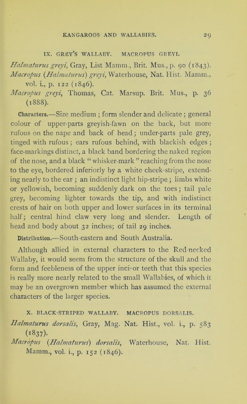 IX. grey’s wallaby, macropus greyi. Halmaturus greyi. Gray, List Mamm., Brit. Mus., p. 90 (1843). Macropus {Malnudurus) greyi, \Na.itxhouse, Nat. Hist. Mamm., vol. i., p. 122 (1846). Macropus greyi, Thomas, Cat. Marsup. Brit. Mus., p. 36 (1888). Characters.—Size medium ; form slender and delicate ; general colour of upper-parts greyish-fawn on the back, but more rufous on the nape and back of head; under-parts pale grey, tinged with rufous; ears rufous behind, with blackish edges ; face-markings distinct, a black band bordering the naked region of the nose, and a black “ whisker-mark ” reaching from the nose to the eye, bordered inferiorly by a white cheek-stripe, extend- ing nearly to the ear ; an indistinct light hip-stripe; limbs white or yellowish, becoming suddenly dark on the toes; tail pale grey, becoming lighter towards the tip, and with indistinct crests of hair on both upper and lower surfaces in its terminal half; central hind claw very long and slender. Length of head and body about 32 inches; of tail 29 inches. Distribution.—South-eastern and South Australia. Although allied in external characters to the Red-necked Wallaby, it would seem from the structure of the skull and the form and feebleness of the upper inci'- or teeth that this species is really more nearly related to the small Wallabies, of which it may be an overgrown member which has assumed the external characters of the larger species. X. black-striped wallaby, macropus dors.alis. Ilalmaturus dorsalis, Gray, Mag. Nat. Hist., vol. i., p. 583 (1837)- Macropus [Halmaturus) dorsalis, Waterhouse, Nat. Hist. Mamm., vol. i., p. 152 (1846).