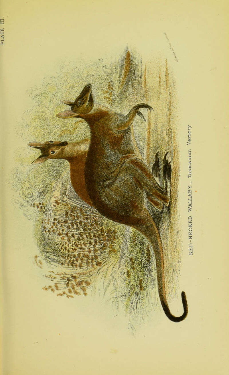 PLATE B -NECKED WALLABY- Tasraaman Variety.