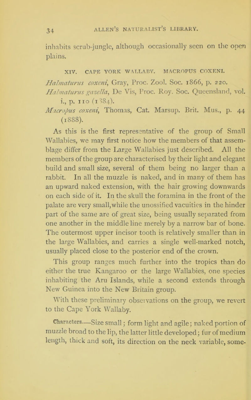 inhabits scrnb-junglc, although occasionally seen on the open plains. XIV. CAPE YORK WALLARY. MACROPUS COXENI. Jlalmaiunis coxeni, Gray, Proc. Zool. Soc. 1866, p. 220. Ilali/iaturi/s (^azel/a, De Vis, Proc. Roy. Soc. Queenslaml, vol. i., p. 110 (i >84). M.icropus coxeni, Thomas, Cat. Marsup. Brit. Mus., p. 44 (1888). As this is the first representative of the group of Small Wallabies, we may first notice how the members of that assem- blage differ from the Large Wallabies just described. All the members of the group are characterised by their light and elegant build and small size, several of them being no larger than a rabbit. In all the muzzle is naked, and in many of them has an upward naked extension, with the hair growing downwards on each side of it. In the skull the foramina in the front of the palate are very small,while the unossified vacuities in the hinder part of the same are of great size, being usually separated from one another in the middle line merely by a narrow bar of bone. The outermost upper incisor tooth is relatively smaller than in the large Wallabies, and carries a single well-marked notch, usually placed close to the posterior end of the crown. This group ranges much further into the tropics than do either the true Kangaroo or the large Wallabies, one species inhabiting the Aru Islands, while a second extends through New Guinea into the New Britain group. With these preliminary obseivations on the group, we revert to the Cape York Wallaby. Characters—Size small; form light and agile; naked portion of muzzle broad to the lip, the latter little developed; fur of medium length, thick and soft, its direction on the neck variable, some-