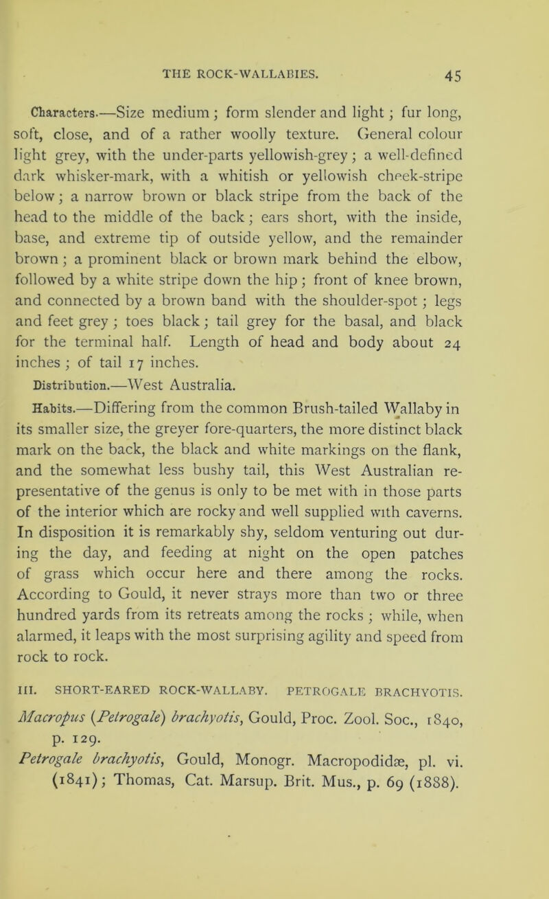 Characters.—Size medium ; form slender and light; fur long, soft, close, and of a rather woolly texture. General colour light grey, with the under-parts yellowish-grey; a well-defined dark whisker-mark, with a whitish or yellowish cheek-stripe below; a narrow brown or black stripe from the back of the head to the middle of the back; ears short, with the inside, base, and extreme tip of outside yellow, and the remainder brown ; a prominent black or brown mark behind the elbow, followed by a white stripe down the hip; front of knee brown, and connected by a brown band with the shoulder-spot; legs and feet grey ; toes black; tail grey for the basal, and black for the terminal half. Length of head and body about 24 inches ; of tail 17 inches. Distribution.—West Australia. Habits.—Differing from the common Brush-tailed Wallaby in its smaller size, the greyer fore-quarters, the more distinct black mark on the back, the black and white markings on the flank, and the somewhat less bushy tail, this West Australian re- presentative of the genus is only to be met with in those parts of the interior which are rocky and well supplied with caverns. In disposition it is remarkably shy, seldom venturing out dur- ing the day, and feeding at night on the open patches of grass which occur here and there among the rocks. According to Gould, it never strays more than two or three hundred yards from its retreats among the rocks ; while, when alarmed, it leaps with the most surprising agility and speed from rock to rock. m. SHORT-EARED ROCK-WALLABY. PETROGALE BRACHYOTIS. Macropus {Feirogale) brachyotis, Gould, Proc. Zool. Soc., 1840, p. 129. Feirogale brachyotis, Gould, Monogr. Macropodidse, pi. vi. (1841); Thomas, Cat. Marsup. Brit. Mus., p. 69 (1888).