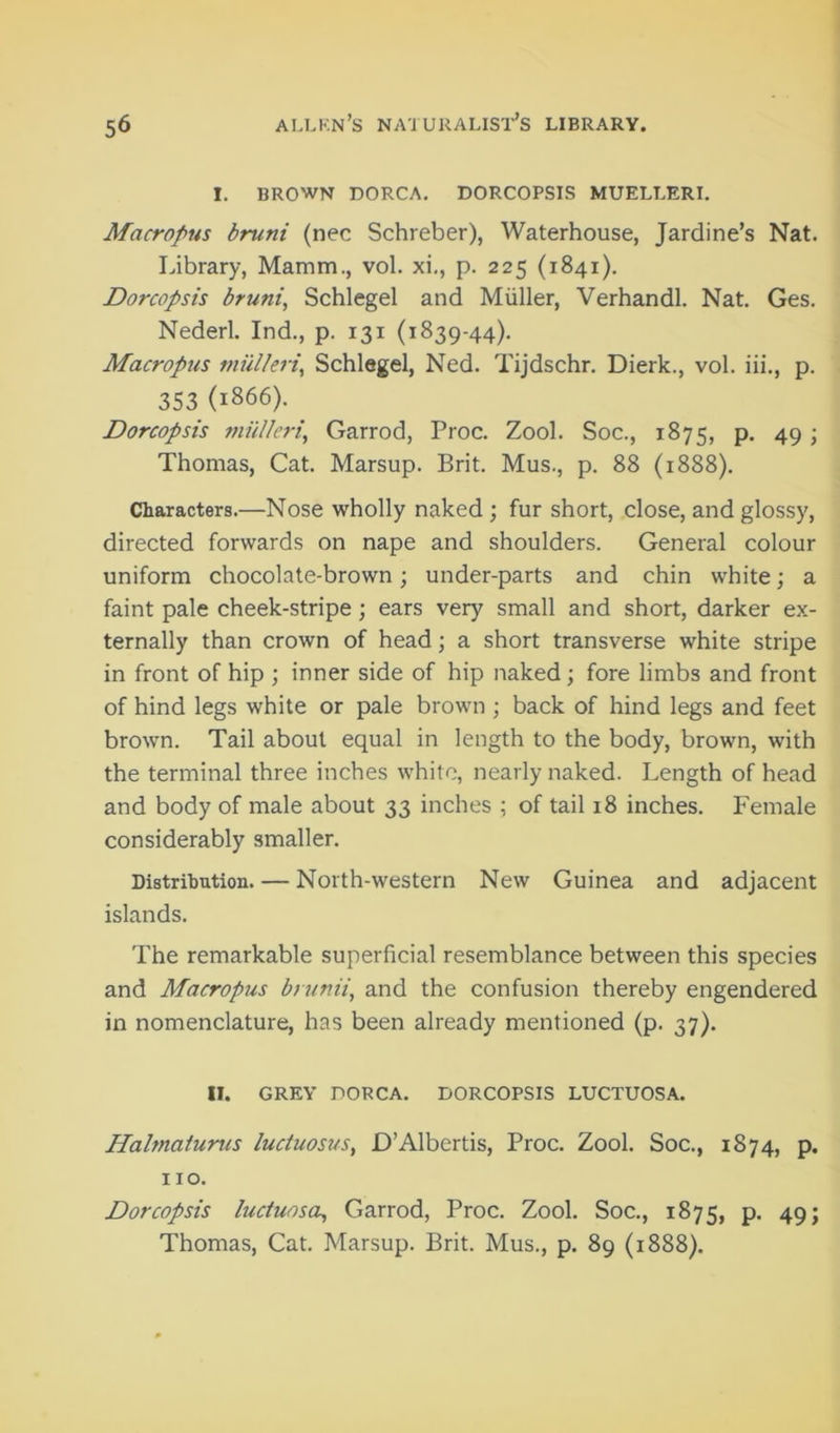 I. BROWN DORCA. DORCOPSIS MUELLERI. Macropus brunt (nec Schreber), Waterhouse, Jardine’s Nat. Library, Mamm., vol. xi., p. 225 (1841). Dorcopsis bruni, Schlegel and Muller, Verhandl. Nat. Ges, Nederl. Ind., p. 131 (1839-44). Macropus Schlegel, Ned. Tijdschr. Dierk., vol. iii., p. 353 (1866). Dorcopsis mul/cri, Garrod, Proc. Zool. Soc., 1875, p. 49; Thomas, Cat. Marsup. Brit. Mus., p. 88 (1888). Characters.—Nose wholly naked; fur short, close, and glossy, directed forwards on nape and shoulders. General colour uniform chocolate-brown; under-parts and chin white; a faint pale cheek-stripe; ears very small and short, darker ex- ternally than crown of head •, a short transverse white stripe in front of hip ; inner side of hip naked; fore limbs and front of hind legs white or pale brown ; back of hind legs and feet brown. Tail about equal in length to the body, brown, with the terminal three inches white, nearly naked. Length of head and body of male about 33 inches ; of tail 18 inches. Female considerably smaller. Distribution. — North-western New Guinea and adjacent islands. The remarkable superficial resemblance between this species and Macropus brnnii, and the confusion thereby engendered in nomenclature, has been already mentioned (p. 37). II. GREY DORCA. DORCOPSIS LUCTUOSA. Halmaturus luctuosus, D’Albertis, Proc. Zool. Soc., 1874, p. no. Dorcopsis luctuosa^ Garrod, Proc. Zool. Soc., 1875, p. 49; Thomas, Cat. Marsup. Brit. Mus., p. 89 (1888).