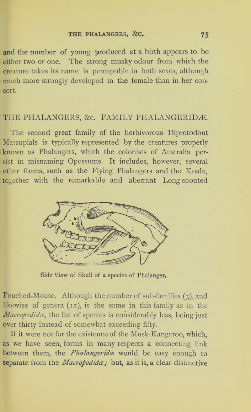 and the number of young produced at a birth appears to be either two or one. The strong musky odour from which the creature takes its name is perceptible in both sexes, although much more strongly developed in the female than in her con- sort. THE PHALANGERS, &c. FAMILY PHALANGERID^. The second great family of the herbivorous Diprotodont Marsupials is typically represented by the creatures properly known as Phalangers, which the colonists of Australia per- sist in misnaming Opossums. It includes, however, several other forms, such as the Flying Phalangers and the Koala, together with the remarkable and aberrant Long-snouted Side view of Skull of a species of Phalanger. Pouched-Mouse. Although the number of sub-families (3), and likewise of genera (12), is the same in this family as in the Macropodidee, the list of species is considerably less, being just over thirty instead of somewhat exceeding fifty. If it were not for the existence of the Musk-Kangaroo, which, as we have seen, forms in many respects a connecting link between them, the Fhalangeridtz would be easy enough to separate from the Macropodidee; but, as it is, a clear distinctive