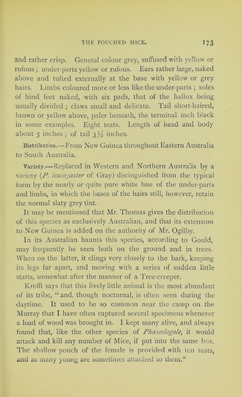 And rather crisp. General colour grey, suffused with yellow or rufous ; under-parts yellow or rufous. Ears rather large, naked above and tufted externally at the base with yellow or grey hairs. Limbs coloured more or less like the under-parts ; soles of hind feet naked, with six pads, that of the hallux being usually divided ; claws small and delicate. Tail short-haired, brown or yellow above, paler beneath, the terminal inch black in some examples. Eight teats. Length of head and body about 5 inches ; of tail inches. Distribution.—From New Guinea throughout Eastern Australia to South Australia. Variety.— Replaced in Western and Northern Australia by a variety {P. leuco^;aster of Gray) distinguished from the typical form by the nearly or quite pure white hue of the under-parts and limbs, in which the bases of the hairs still, however, retain the normal slaty grey tint. It may be mentioned that Mr. Thomas gives the distribution of this species as exclusively Australian, and that its extension to New Guinea is added on the authority of Mr. Ogilby. In its Australian haunts this species, according to Gould, may frequently be seen both on the ground and in trees. When on the latter, it clings very closely to the bark, keeping its legs far apart, and moving with a series of sudden little starts, somewhat after the manner of a Tree-creeper. Krefft .says that this lively little animal is the most abundant of its tribe, “ and, though nocturnal, is often seen during the daytime. It used to be so common near the camp on the Murray that I have often captured several specimens whenever a load of wood was brought in. I kept many alive, and always found that, like the other species of Phascologale, it would attack and kill any number of Mice, if put into the same box. The shallow pouch of the female is provided with ten teats, and as many young are sometimes attached to them.”