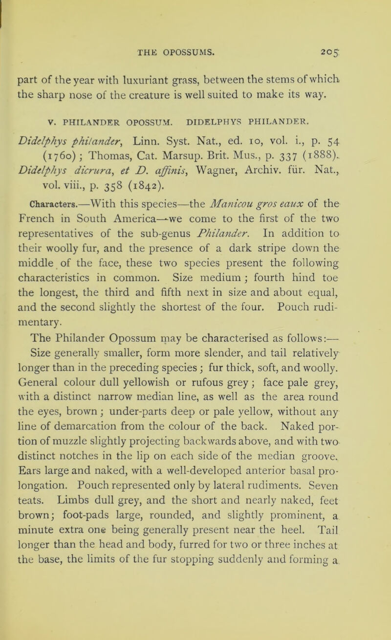 part of the year with luxuriant grass, between the stems of which the sharp nose of the creature is well suited to make its way. V. PHILANDER OPOSSUM. DIDELPHYS PHILANDER. Didelphys philander, Linn. Syst. Nat., ed. lo, vol. i., p. 54 (1760); Thomas, Cat. Marsup. Brit. Mus., p. 337 (1888). Didelphys dicrura, et D. affinis, Wagner, Archiv. fiir. Nat., vol. viii., p. 358 (1842). Characters.—With this species—the Manicou gros eaux of the French in South America—we come to the first of the two representatives of the sub-genus Philander. In addition to their woolly fur, and the presence of a dark stripe down the middle of the face, these two species present the following characteristics in common. Size medium ; fourth hind toe the longest, the third and fifth next in size and about equal, and the second slightly the shortest of the four. Pouch rudi- mentary. The Philander Opossum niay be characterised as follows:— Size generally smaller, form more slender, and tail relatively longer than in the preceding species ; fur thick, soft, and woolly. General colour dull yellowish or rufous grey; face pale grey, with a distinct narrow median line, as well as the area round the eyes, brown; under-parts deep or pale yellow, without any line of demarcation from the colour of the back. Naked por- tion of muzzle slightly projecting backwards above, and with two distinct notches in the lip on each side of the median groove. Ears large and naked, with a well-developed anterior basal pro- longation. Pouch represented only by lateral rudiments. Seven teats. Limbs dull grey, and the short and nearly naked, feet brown; foot-pads large, rounded, and slightly prominent, a minute extra one being generally present near the heel. Tail longer than the head and body, furred for tw'o or three inches at the base, the limits of the fur stopping suddenly and forming a