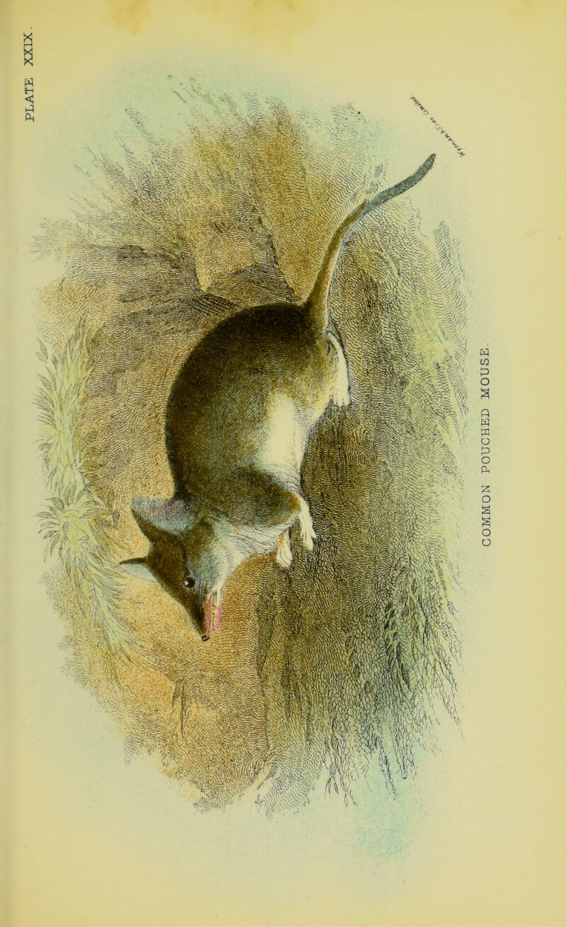 COMMON POUCHED MOUSE^