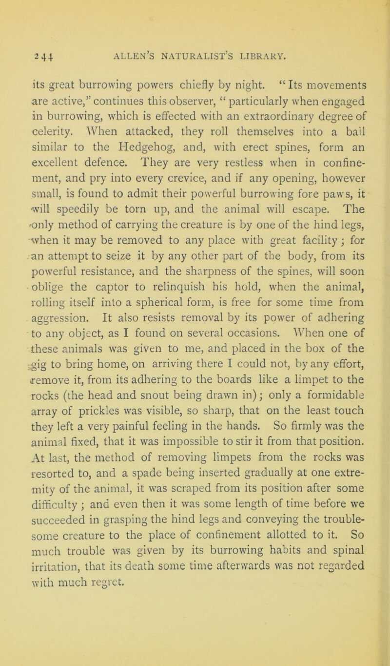 its great burrowing powers chiefly by night. “ Its movements are active,” continues this observer, “ particularly when engaged in burrowing, which is effected with an extraordinary degree of celerity. When attacked, they roll themselves into a bail similar to the Hedgehog, and, with erect spines, form an excellent defence. They are very restless when in confine- ment, and pry into every crevice, and if any opening, however small, is found to admit their powerful burrowing fore paws, it will speedily be torn up, and the animal will escape. The 'Only method of carrying the creature is by one of the hind legs, when it may be removed to any place with great facility; for an attempt to seize it by any other part of the body, from its powerful resistance, and the sharpness of the spines, will soon oblige the captor to relinquish his hold, when the animal, rolling itself into a spherical form, is free for some time from aggression. It also resists removal by its power of adhering to any object, as I found on several occasions. When one of these animals was given to me, and placed in the box of the ;,gig to bring home, on arriving there I could not, by any effort, remove it, from its adhering to the boards like a limpet to the rocks (the head and snout being drawn in); only a formidable array of prickles was visible, so sharp, that on the least touch they left a very painful feeling in the hands. So firmly was the animal fixed, that it was impossible to stir it from that position. At last, the method of removing limpets from the rocks was resorted to, and a spade being inserted gradually at one extre- mity of the animal, it was scraped from its position after some difficulty; and even then it was some length of time before we succeeded in grasping the hind legs and conveying the trouble- some creature to the place of confinement allotted to it. So much trouble was given by its burrowing habits and spinal irritation, that its death some time afterwards was not regarded with much regret.