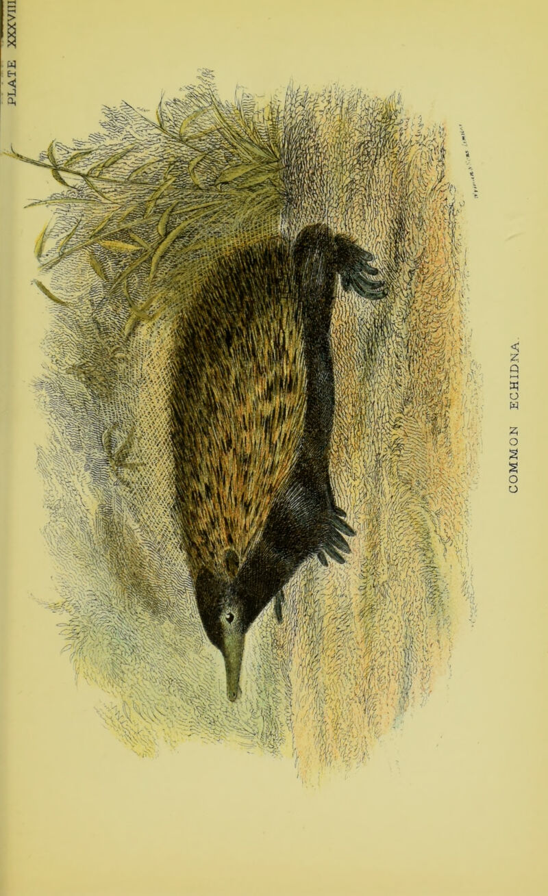 PLATE XXXVni COMMON ECHIDNA