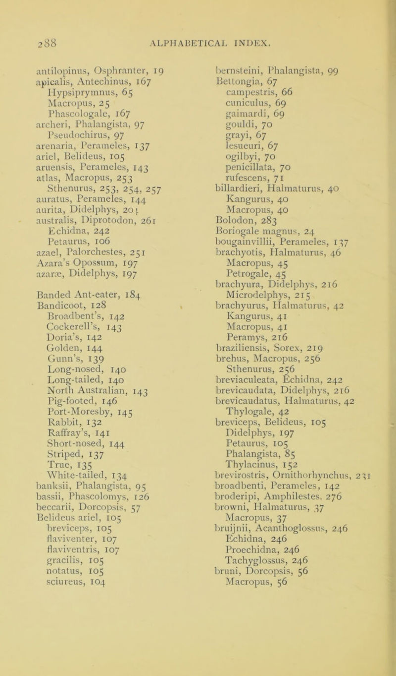 antilopimis, Osphranter, 19 apicalis, Antechinus, 167 llypsiprymnus, 65 Macropus, 25 I'hascologale, 167 archeri, Phalangista, 97 I’seudochirus, 97 arenaria, Perameles, 137 arid, Belideus, 105 aruensis, Perameles, 143 atlas. Macropus, 253 Sthenurus, 253, 254, 257 auratus, Perameles, 144 aurita, Didelphys, 20}. australis, Diprotodon, 261 Echidna, 242 Petaurus, 106 azael, Palorchestes, 251 Azara’s Opossum, 197 azane, Didelphys, 197 Banded Ant-eater, 184 Bandicoot, 128 Broadbent’s, 142 Cockerell’s, 143 Doria’s, 142 Golden, 144 Gunn’s, 139 Long-nosed, 140 Long-tailed, 140 North Australian, 143 Pig-footed, 146 Port-Moresby, 145 Rabbit, 132 Rafifray’s, 141 Short-nosed, 144 Striped, 137 True, 135 White-tailed, 134 banksii, Phalangista, 95 bassii, Phascolomys, 126 beccarii, Dorcopsis, 57 Belideus arid, 105 breviceps, 105 flaviventer, 107 flaviventris, 107 gracilis, 105 notatus, 105 sciureus, 104 bernsteini, Phalangista, 99 Beltongia, 67 campestris, 66 cuniculus, 69 gaimardi, 69 gouldi, 70 grayi, 67 lesueuri, 67 ogilbyi, 70 penicillata, 70 rufescens, 71 billardieri, Halmaturus, 40 Kangurus, 40 Macropus, 40 Bolodon, 283 Boriogale magnus, 24 bougainvillii, Perameles, 137 brachyotis, Halmaturus, 46 Macropus, 45 Petrogale, 45 brachyura, Didelphys, 216 Microdelphys, 215 brachyurus, Ilalmaturus, 42 Kangurus, 41 Macropus, 41 Peramys, 216 braziliensis, Sorex, 219 brehus. Macropus, 256 Sthenurus, 256 breviaculeata. Echidna, 242 brevicaudata, Didelphys, 216 brevicaudatus, Halmaturus, 42 Thylogale, 42 breviceps, Belideus, 105 Didelphys, 197 Petaurus, 105 Phalangista, 85 Thylacinus, 152 brevirostris, Ornithorhynchus, 231 broadbenti, Perameles, 142 broderipi, Amphilestes, 276 browni, Halmaturus, 37 Macropus, 37 bruijnii, Acanthoglossus, 246 Echidna, 246 Proechidna, 246 Tachyglossus, 246 bruni, Dorcopsis, 56 Macropus, 56