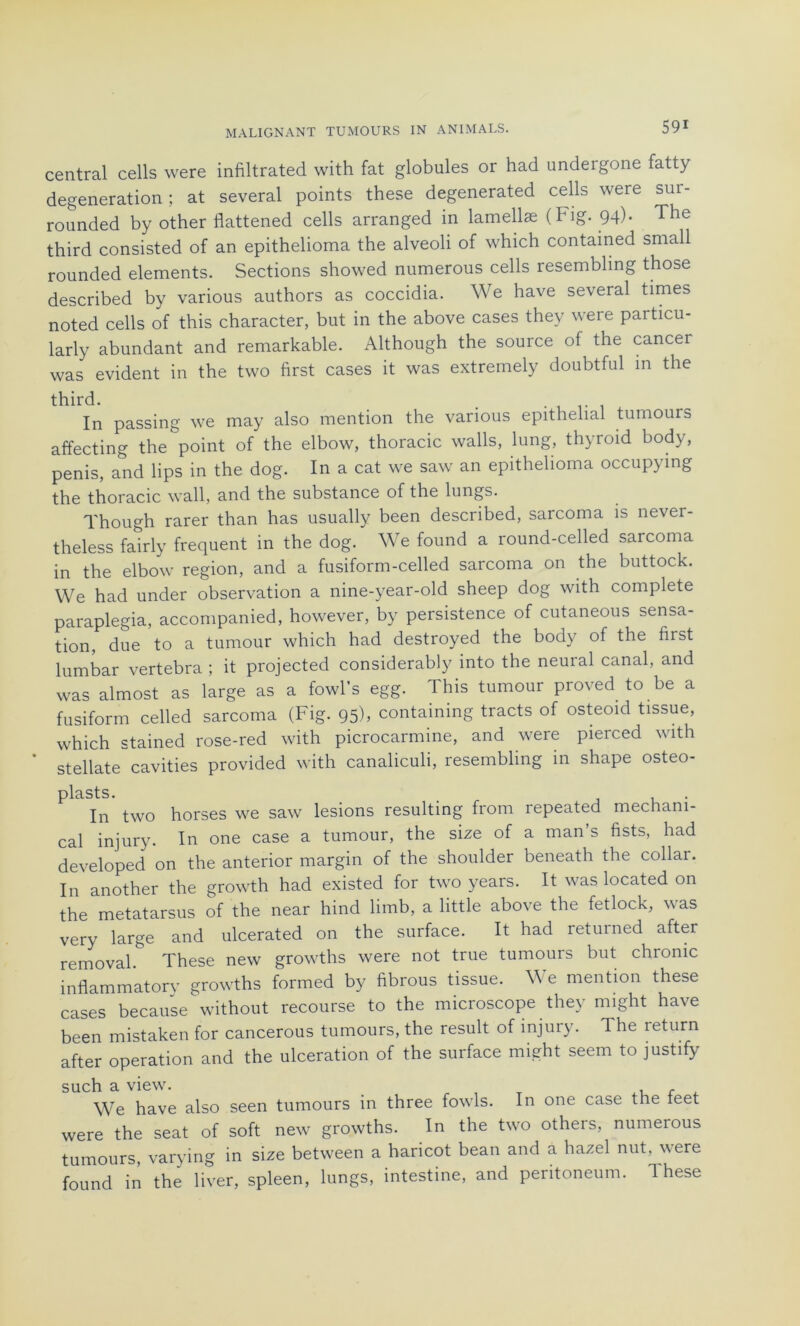 central cells were infiltrated with fat globules or had undergone fatty degeneration ; at several points these degenerated cells were sur- rounded by other flattened cells arranged in lamellæ (Fig. 94). The third consisted of an epithelioma the alveoli of which contained small rounded éléments. Sections showed numerous cells resembling those described by various authors as coccidia. We hâve several times noted cells of this character, but in the above cases they were paiticu- larly abundant and remarkable. Although the source of the cancer was évident in the two first cases it was extremely doubtful in the third. . In passing we may also mention the various épithélial tumours affecting the point of the elbow, thoracic walls, lung, thyroid body, pénis, and lips in the dog. In a cat we saw an epithelioma occupying the thoracic wall, and the substance of the lungs. Though rarer than has usually been described, sarcoma is never- theless fairly frequent in the dog. We found a round-celled sarcoma in the elbow région, and a fusiform-celled sarcoma on the buttock. We had under observation a nine-year-old sheep dog with complété paraplegia, accompanied, however, by persistence of cutaneous sensa- tion, due to a tumour which had destroyed the body of the first lumbar vertebra ; it projected considerably into the neural canal, and was almost as large as a fowl's egg. This tumour proved to be a fusiform celled sarcoma (Fig. 95), containing tracts of osteoid tissue, which stained rose-red with picrocarmine, and were pierced with stellate cavities provided with canaliculi, resembling in shape osteo- plasts. In two horses we saw lésions resulting from repeated mecham- cal injury. In one case a tumour, the size of a man’s fists, had developed on the anterior margin of the shoulder beneath the collai. In another the growth had existed for two years. It was located on the metatarsus of the near hind limb, a little above the fetlock, was very large and ulcerated on the surface. It had returned after removal. These new growths were not true tumours but chrome inflammatory growths formed by fibrous tissue. \\ e mention these cases because without recourse to the microscope they might hâve been mistaken for cancerous tumours, the resuit of injury. The return after operation and the ulcération of the surface might seem to justify such a view. , r We hâve also seen tumours in three fowls. In one case the ieet were the seat of soft new growths. In the two others, numerous tumours varying in size between a haricot bean and a hazel nut, were found in the ltver, spleen, lungs, intestine, and peritoneum. These