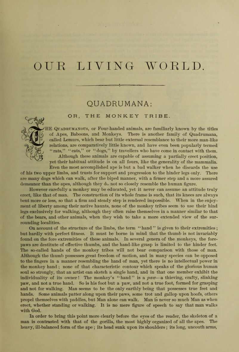 OUR LIVING WORLD. QUADRUMANA; OR, THE MONKEY TRIBE. E Qitadeumanofs, or Four-handed animals, arc familiarly known by the titles of Apes, Baboons, and Monkeys. There is another family of Quadrumana, called Lemurs, which bear but little external resemblance to their more man-like relations, are comparatively little known, and have even been popularly termed “rats,” “cats,” or “dogs,” by travellers who have come in contact with them. Although these animals are capable of assuming a partially erect position, yet their habitual attitude is on all fours, like the generality of the mammalia. Even the most accomplished ape is but a bad walker when he discards the use of his two upper limbs, and trusts for support and progression to the hinder legs only. There are many dogs which can walk, after the biped manner, with a firmer step and a more assured demeanor than the apes, although they do not so closely resemble the human figure. However carefully a monkey may be educated, yet it never can assume an attitude truly erect, like that of man. The construction of its whole frame is such, that its knees are always bent more or less, so that a firm and steady step is rendered impossible. When in the enjoy- ment of liberty among their native haunts, none of the monkey tribes seem to use their hind legs exclusively for walking, although they often raise themselves in a manner similar to that of the bears, and other animals, when they wish to take a more extended view of the sur- rounding localities. On account of the structure of the limbs, the term “hand” is given to their extremities ; but hardly with perfect fitness. It must be borne in mind that the thumb is not invariably found on the fore extremities of these animals. In several genera of the monkeys, the fore- paws are destitute of effective thumbs, and the hand-like grasp is limited to the hinder feet. The so-called hands of the monkey tribes will not bear comparison with those of man. Although the thumb possesses great freedom of motion, and in many species can be opposed to the fingers in a manner resembling the hand of man, yet there is no intellectual power in the monkey hand ; none of that characteristic contour which speaks of the glorious human soul so strongly, that an artist can sketch a single hand, and in that one member exhibit the individuality of its owner! The monkey’s “hand” is paw—a thieving, crafty, slinking paw, and not a true hand. So is his foot but a paw, and not a true foot, formed for grasping and not for walking. Man seems to be the only earthly being that possesses true feet and hands. Some animals patter along upon their paws, some trot and gallop upon hoofs, others propel themselves with paddles, but Man alone can walk. Man is never so much Man as when erect, whether standing or walking. It is no mere figure of speech to say that man walks with God. In order to bring this point more clearly before the eyes of the reader, the skeleton of a man is contrasted with that of the gorilla, the most highly organized of all the apes. The heavy, ill-balanced form of the ape ; its head sunk upon its shoulders ; its long, uncouth arms,