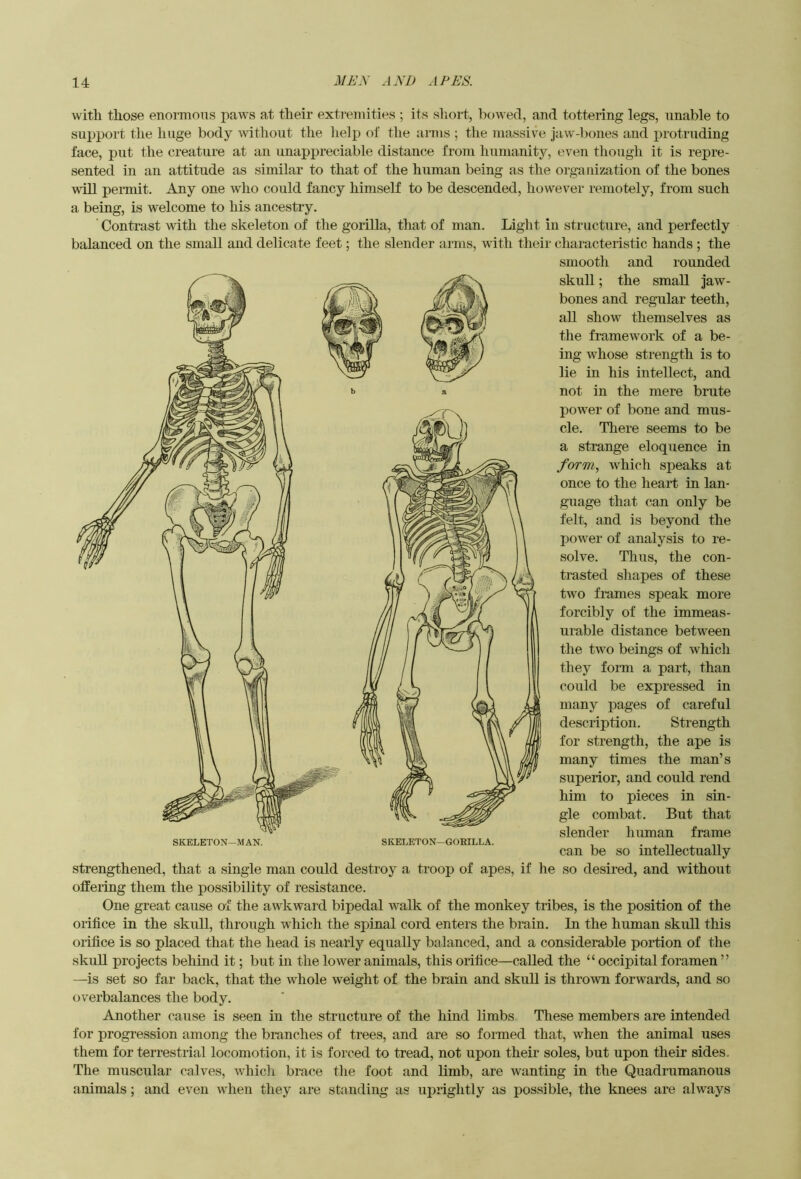 with those enormous paws at their exti-emities ; its sliort, bowed, and tottering legs, unable to support the huge body without the lielp of the arms ; the massive jaw-l^ones and protruding face, put the creature at an unappreciable distance from humanity, even though it is repre- sented in an attitude as similar to that of the human being as the organization of the bones will permit. Any one who could fancy himself to be descended, however remotely, from such a being, is welcome to his ancestry. ' Contrast with the skeleton of the gorilla, that of man. Light in structure, and perfectly balanced on the small and delicate feet; the slender arms, with their characteristic hands ; the smooth and rounded skull; the small jaw- bones and regular teeth, all show themselves as the framework of a be- ing whose strength is to lie in his intellect, and not in the mere brute power of bone and mus- cle. There seems to be a strange eloquence in form, which speaks at once to the heart in lan- guage that can only be felt, and is beyond the powder of analysis to re- solve. Thus, the con- trasted sliapes of these two frames speak more forcibly of the immeas- urable distance betw^een tlie two beings of which they form a part, than could be expressed in many pages of careful description. Strength for strength, the ape is many times the man’s superior, and could rend him to pieces in sin- gle combat. But that slender liuman frame can be so intellectually strengthened, that a single man could destroy a troop of apes, if he so desired, and without offering them the possibility of resistance. One great cause of the awkward bipedal walk of the monkey tribes, is the position of the orifice in the skull, through which the spinal cord enters the brain. In the human skull this orifice is so placed that the head is nearly equally balanced, and a considerable portion of the skull projects behind it; but in the lower animals, this orifice—called the “occipital foramen ” —is set so far back, that the whole weight of the brain and skull is thrown forwards, and so t)verbalances the body. Another cause is seen in the structure of the hind limbs These members are intended for progression among the branches of trees, and are so formed that, when the animal uses them for terrestrial locomotion, it is forced to tread, not upon their soles, but upon their sides. The muscular calves, wdiicii brace the foot and limb, are wanting in the Quadrumanous animals; and even when they are standing as uprightly as pos.sible, the knees are always SKELETON—MAN. SKELETON—GORILLA.