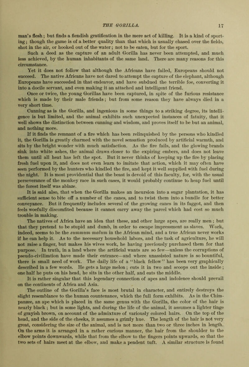 man’s flesh; but finds a fiendish gratification in the mere act of killing. It is a kind of sport- ing ; though the game is of a better quality than that which is usually chased over the fields, shot in the air, or hooked out of the water; not to be eaten, but for the sport. Such a deed as the capture of an adult Gforilla has never been attempted, and much less achieved, by the human inhabitants of the same land. There are many reasons for this circumstance. Yet it does not follow that although the Africans have failed, Europeans should not succeed. The native Africans have not dared to attempt the capture of the elephant, although Europeans have succeeded in that endeavor, and have subdued the terrible foe, converting it into a docile servant, and even making it an attached and intelligent friend. Once or twice, the young GoriUas have been captured, in spite of the furious resistance which is made by their male friends; but from some reason they have always died in a very short time. Cunning as is the Gorilla, and ingenious in some things to a striking degree, its intelli- gence is but limited, and the animal exhibits such unexpected instances of fatuity, that it well shows the distinction between cunning and wisdom, and proves itself to be but an animal, and nothing more. K it finds the remnant of a fire which has been relinquished by the persons who kindled it, the Gorilla is greatly charaied with the novel sensation produced by artificial warmth, and sits by the bright wonder with much satisfaction. As the fire fails, and the glowing brands sink into white ashes, the animal draws closer to the expiring embers, and does not leave them until all heat has left the spot. But it never thinks of keeping up the fire by placing fresh fuel upon it, and does not even learn to imitate that action, which it may often have seen performed by the hunters who kindled the fire, and kept it well supplied with fuel during the night. It is most providential that the beast is devoid of this faculty, for, with the usual perseverance of the monkey race in such cases, it would probably continue to heap fuel until the forest itself was ablaze. It is said also, that when the Gorilla makes an incursion into a sugar plantation, it has sufficient sense to bite off a number of the canes, and to twist them into a bundle for better conveyance. But it frequently includes several of the growing canes in its faggot, and then feels woefully discomfited because it cannot carry away the parcel which had cost so much trouble in making. The natives of Africa have an idea that these, and other large apes, are really men ; but that they pretend to be stupid and dumb, in order to escape impressment as slaves. Work, indeed, seems to be the summum malum in the African mind, and a true African never works if he can help it. As to the necessary household labors, and the task of agriculture, he will not raise a finger, but makes his vrives work, he having previously purchased them for that purpose. In truth, in a land where the artificial wants are so few—unless the corruptions of pseudo-civilization have made their entrance—and where unassisted nature is so bountiful, there is small need of work. The daily life of a “black fellow” has been very graphically described in a few words. He gets a large melon ; cuts it in two and scoops out the inside ; one half he puts on his head, he sits in the other half, and eats the middle. It is rather singular that this legendary connection of apes and indolence should prevail on the continents of Africa and Asia. The outline of the Gorilla’s face is most brutal in character, and entirely destroys the slight resemblance to the human countenance, which the full form exhibits. As in the Chim- panzee, an ape which is placed in the same genus with the Gorilla, the color of the hair is nearly black ; but in some lights, and during the life of the animal, it assumes a lighter tinge of grayish brown, on account of the admixture of variously colored hairs. On the top of the head, and the side of the cheeks, it assumes a grizzly hue. The length of the hair is not very great, considering the size of the animal, and is not more than two or three inches in length. On the arms it is arranged in a rather curious manner, the hair from the shoulder to the elbow points downwards, while that from the elbow to the fingers points upwards, so that the two sets of hairs meet at the elbow, and make a pendent tuft. A similar structure is found