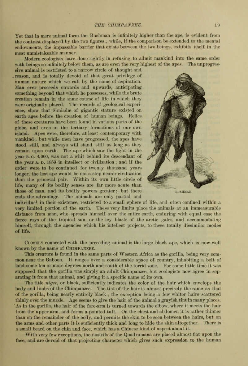 Yet that iu mere animal form the Bushman is infinitely higher than the ape, is evident from the contrast displayed by the two figures ; while, if the comparison be extended to the mental endowments, the impassable barrier that exists between the two beings, exhibits itself in the most unmistakeable manner. Modern zoologists have done rightly in refusing to admit mankind into the same order with beings so infinitely below them, as are even the very highest of the apes. The unprogres- sive animal is restricted to a narrow circle of thought and , reason, and is totally devoid of that great privilege of human nature which we call by the name of aspiration. Man ever proceeds onwards and upwards, anticipating something beyond that which he possesses, while the brute creation remain in the same course of life in which they were originally placed. The records of geological experi- ence, show that Simiadse of gigantic stature existed on earth ages before the creation of human beings. Relics of these creatures have been found in various parts of the globe, and even in the tertiary formations of our own island. Apes were, therefore, at least contemporary with mankind ; but while men have progressed, the apes have 5tood still, and always will stand still as long as they I’emain upon earth. The ape which saw the light in the year b. o. 4,000, was not a whit behind its descendant of the year A. n. 1859 in intellect or civilization; and if the order were to be continued for twenty thousand years longer, the last ape would be not a step nearer civilization than the primeval pair. Within its own little circle of life, many of its bodily senses are far more acute than those of man, and its bodily powers greater; but there ends the advantage. The animals are only partial and individual in their existence, restricted to a small sphere of life, and often confined within a very limited portion of the earth. These very limits place the animals at an immeasurable distance from man, who spreads himself over the entire earth, enduring with equal ease the fierce rays of the tropical sun, or the icy blasts of the arctic gales, and accommodating himself, through the agencies which his intellect projects, to these totally dissimilar modes of life. Closely connected with the preceding animal is the large black ape, which is now well known by the name of Chimpanzee. This creature is found in the same parts of Western Africa as the gorilla, being very com- mon near the Gaboon. It ranges over a considerable space of country, inhabiting a belt of land some ten or more degrees north and south of the torrid zone. For some little time it was supposed that the gorilla was simply an adult Chimpanzee, but zoologists now agree in sep- arating it from that animal, and giving it a specific name of its own. The title niger., or black, sufficiently indicates the color of the hair which envelops the body and limbs of the Chimpanzee. The tint of the hair is almost precisely the same as that of the gorilla, being nearly entirely black ; the exception being a few whiter hairs scattered thinly over the muzzle. Age seems to give the hair of the animal a grayish tint in many places. 'As in the gorilla, the hair of the fore-arm is turned towards the elbow, where it meets the hair from the upper arm, and forms a pointed tuft. On the chest and abdomen it is rather thinner than on the remainder of the body, and permits the skin to be seen between the hairs, but on the arms and other parts it is sufficiently thick and long to hide the skin altogether. There is a small beard on the chin and face, which has a Chinese kind of aspect about it. With very few exceptions, the nostrils of the Quadrumana are placed almost flat upon the face, and are devoid of that projecting character which gives such expression to the human BUSHMAN.