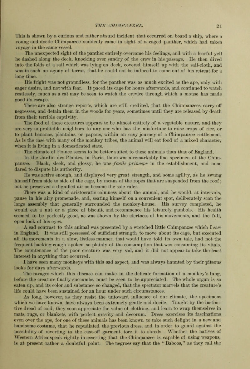 This is shown by a curious and rather absurd incident that occurred on board a ship, where a young and docile Chimpanzee suddenly came in sight of a caged panther, which had taken voyage in the same vessel. The unexpected sight of the panther entirely overcame his feelings, and with a fearful yell he dashed along the deck, knocking over sundry of the crew in his passage. He then dived into the folds of a sail which was lying on deck, covered himself up with the sail-cloth, and was in such an agony of terror, that he could not be induced to come out of his retreat for a long time. His fright was not groundless, for the panther was as much excited as the ape, only with eager desire, and not with fear. It paced its cage for hours afterwards, and continued to watch restlessly, much as' a cat may be seen to watch the crevice through which a mouse has made good its escape. There are also strange reports, which are still credited, that the Chimpanzees carry off negresses, and detain them in the woods for years, sometimes until they are released by death from their terrible captivity. The food of these creatures appears to be almost entirely of a vegetable nature, and they are very unprofitable neighbors to any one who has the misfortune to raise crops of rice, or to plant bananas, plantains, or papaus, within an easy journey of a Chimpanzee settlement. As is the case with many of the monkey tribes, the animal ^vill eat food of a mixed character, when it is living in a domesticated state. The climate of France seems to be better suited to these animals than that of England. In the Jardin des Plantes, in Paris, there was a remarkably fine specimen of the Chim- panzee. Black, sleek, and glossy, he was facile princeps in the establishment, and none dared to dispute his authority. He was active enough, and displayed very great strength, and some agility, as he swung himself from side to side of the cage, by means of the ropes that are suspended from the roof; but he preserved a dignified air as became the sole ruler. There was a kind of aristocratic calmness about the animal, and he would, at intervals, pause in his airy promenade, and, seating himself on a convenient spot, deliberately scan the large assembly that generally surrounded the monkey-house. His survey completed, he wmuld eat a nut or a piece of biscuit, and recommence his leisurely gambols. His health seemed to be perfectly good, as was shown by the alertness of his movements, and the fuU, open look of his eyes. A sad contrast to this animal was presented by a wretched little Chimpanzee which I saw in England. It was still possessed of sufficient strength to move about its cage, but executed all its movements in a slow, listless manner, that would have told its own tale, had not the frequent hacking cough spoken so plainly of the consumption that was consuming its vitals. The countenance of the poor creature was very sad, and it did not appear to take the least interest in anything that occurred. I have seen many monkeys with this sad aspect, and was always haunted by their piteous looks for days afterwards. The ravages which this disease can make in the delicate formation of a monkey’s lung, before the creature finally succumbs, must be seen to be appreciated. The whole organ is so eaten up, and its color and substance so changed, that the spectator marvels that the creature’s life could have been sustained for an hour under such circumstances. As long, however, as they resist the untoward influence of our climate, the specimens which we have known, have always been extremely gentle and docile. Taught by the instinc- tive dread of cold, they soon appreciate the value of clothing, and learn to wrap themselves in mats, rugs, or blankets, with perfect gravity and decorum. Dress exercises its fascinations even over the ape, for one of these animals has been Imown to take such delight in a new and handsome costume, that he repudiated the previous dress, and in order to guard against the possibility of reverting to the cast-off garment, tore it to shreds. Whether the natives of \V’'estern Africa speak rightly in asserting that the Chimpanzee is capable of using weapons, is at present rather a doubtful point. The negroes say that the “Baboos,” as they call the