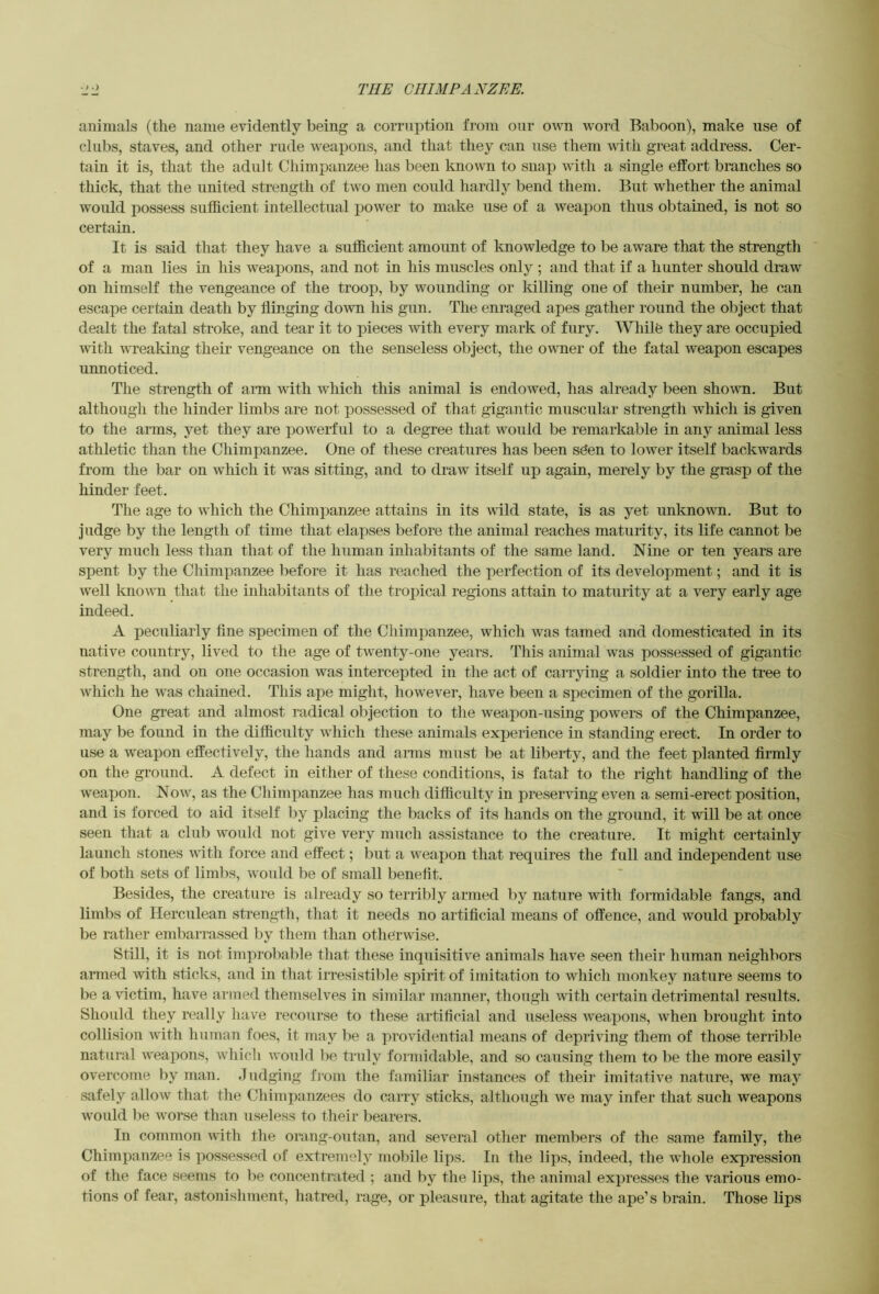 animals (the name evidently being a corruption from our o^vn word Baboon), make use of clubs, staves, and other rude weapons, and that they can use them with great address. Cer- tain it is, that the adult Chimpanzee has been known to snap with a single eft'ort branches so thick, that the united strength of two men could hardly bend them. But whether the animal would possess sufficient intellectual power to make use of a weapon thus obtained, is not so certain. It is said that they have a sufficient amount of knowledge to be aware that the strength of a man lies in his weapons, and not in his muscles only ; and that if a hunter should draw on himself the vengeance of the troop, by wounding or killing one of their number, he can escape certain death by flinging down his gun. The enraged apes gather round the object that dealt the fatal stroke, and tear it to pieces with every mark of fury. Wliile they are occupied with wreaking their vengeance on the senseless object, the owmer of the fatal weapon escapes unnoticed. The strength of aim with which this animal is endowed, has already been shown. But although the hinder limbs are not possessed of that gigantic muscular strength which is given to the arms, yet they are powerful to a degree that would be remarkable in any animal less athletic than the Chimpanzee. One of these creatures has been s^en to lower itself backwards from the bar on which it was sitting, and to draw itself up again, merely by the grasp of the hinder feet. The age to which the Chimpanzee attains in its wild state, is as yet unknown. But to judge by the length of time that elapses before the animal reaches maturity, its life cannot be very much less than that of the human inhabitants of the same land. Nine or ten years are spent by the Chimpanzee before it has reached the perfection of its development; and it is well knoAVTi that the inhabitants of the tropical regions attain to maturity at a very early age indeed. A peculiarly flue specimen of the Chimpanzee, which was tamed and domesticated in its native country, lived to the age of twenty-one years. This animal was possessed of gigantic strength, and on one occasion was interceiDted in the act of carrying a soldier into the tree to which he was chained. This ape might, however, have been a specimen of the gorilla. One great and almost radical objection to the weapon-tising powers of the Chimpanzee, may be found in the difficulty which these animals experience in standing erect. In order to use a weapon effectively, the hands and anns must be at liberty, and the feet planted flrmly on the ground. A defect in either of these conditions, is fatal to the right handling of the weapon. Now, as the Chimpanzee has much difficulty in preserving even a semi-erect position, and is forced to aid itself by placing the backs of its hands on the ground, it will be at once seen that a club woidd not give very much assistance to the creature. It might certainly launch stones with force and effect; but a weapon that requires the full and independent use of both sets of limbs, would be of small benefit. Besides, the creature is already so terribly armed by nature with formidable fangs, and limbs of Herculean strength, that it needs no artificial means of offence, and would probably be rather embarrassed by them than otherwise. Still, it is not improba])le that these inquisitive animals have seen their human neighbors anned with sticks, and in that irresistible spirit of imitation to which monkey nature seems to be a victim, have armed themselves in similar manner, though with certain detrimental results. Should they really have recourse to these artificial and useless Aveapons, Avhen brought into collision with human foes, it may be a providential means of depriving them of those terrible natural Aveapons, Avhich AA'ould be truly formidable, and so causing them to be the more easily overcome by man. Judging fiom the familiar instances of their imitative nature, we may safely alloAV that the Chimpanzees do carry sticks, although Ave may infer that sncli weapons Avould be Avorse than useless to their bearers. In common AAdtli the oi’ang-outan, and several other members of the same family, the Chimpanzee is possessed of extremely mobile lips. In the lips, indeed, the AAdiole expression of the face seems to be concentrated ; and by the lips, the animal expresses the various emo- tions of fear, astonishment, hatred, rage, or pleasure, that agitate the ape’s brain. Those lips
