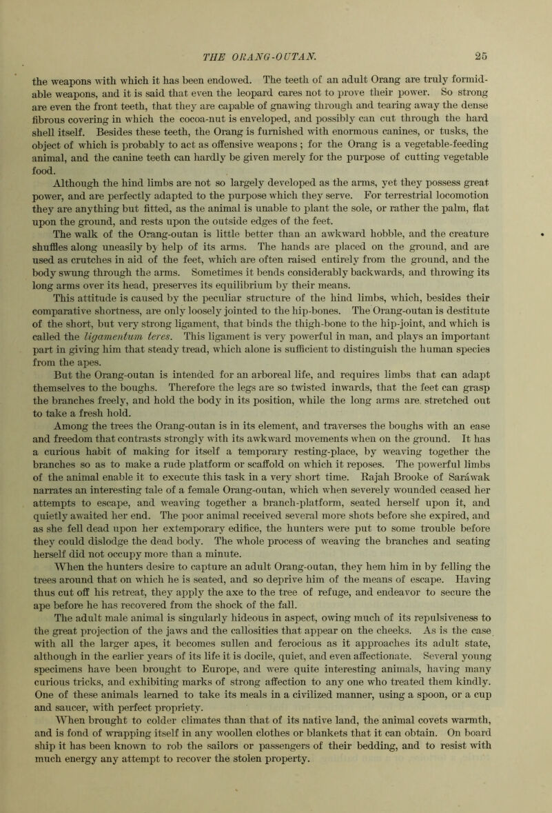 the weapons with which it has been endowed. The teeth of an adult Orang are truly formid- able weapons, and it is said that even the leopard cares not to prove their power. So strong are even the front teeth, that they are capable of gnawing through and tearing away the dense fibrous covering in which the cocoa-nut is enveloped, and possibly can cut through the hard shell itself. Besides these teeth, the Orang is furnished with enormous canines, or tusks, the object of which is probably to act as offensive weapons ; for the Orang is a vegetable-feeding animal, and the canine teeth can hardly be given merely for the purpose of cutting vegetable food. Although the hind limbs are not so largely developed as the arms, yet they possess great power, and are perfectly adapted to the purpose which they serve. For terrestrial locomotion they are anything but fitted, as the animal is unable to plant the sole, or rather the palm, flat upon the ground, and rests upon the outside edges of the feet. The walk of the Orang-outan is little better than an awkward hobble, and the creature shuffles along uneasily bj' help of its arms. The hands are placed on the ground, and are used as crutches in aid of the feet, which are often raised entirely from the ground, and the body swung through the arms. Sometimes it bends considerably backwards, and throwing its long arms over its head, preserves its equilibrium by their means. This attitude is caused by the peculiar structure of the hind limbs, which, besides their comparative shortness, are only loosely jointed to the hip-bones. The Orang-outan is destitute of the short, but very strong ligament, that binds the thigh-bone to the hip-joint, and which is called the Ugamentum teres. This ligament is very powerful in man, and plays an important part in giving him that steady tread, which alone is sufficient to distinguish the human species from the apes. But the Orang-outan is intended for an arboreal life, and requires limbs that can adapt themselves to the boughs. Therefore the legs are so twisted inwards, that the feet can grasp the branches freely, and hold the body in its position, while the long arms are stretched out to take a fresh hold. Among the trees the Orang-outan is in its element, and traverses the boughs with an ease and freedom that contrasts strongly with its awkward movements when on the ground. It has a curious habit of making for itself a temporary resting-place, by weaving together the branches so as to make a rude platform or scaffold on which it reposes. The powerful limbs of the animal enable it to execute this task in a very short time. Rajah Brooke of Sarawak narrates an interesting tale of a female Orang-outan, which when severely wounded ceased her attempts to escape, and weaving together a branch-platfonn, seated herself upon it, and quietly awaited her end. The poor animal received several more shots before she expired, and as she fell dead upon her extemporary edifice, the hunters were put to some trouble before they could dislodge the dead body. The whole process of weaving the branches and seating herself did not occupy more than a minute. When the hunters desire to capture an adult Orang-outan, they hem him in by felling the trees around that on which he is seated, and so deprive him of the means of escape. Having thus cut off his retreat, they apply the axe to the tree of refuge, and endeavor to secure the ape before he has recovered from the shock of the fall. The adult male animal is singularly hideous in aspect, owing much of its repulsiveness to the great projection of the jaws and the callosities that appear on the cheeks. As is the case with all the larger apes, it becomes sullen and ferocious as it approaches its adult state, although in the earlier years of its life it is docile, quiet, and even affectionate. Several young specimens have been brought to Europe, and were quite interesting animals, having many curious tricks, and exhibiting marks of strong affection to any one who treated them kindly. One of these animals learned to take its meals in a civilized manner, using a spoon, or a cup and saucer, with perfect propriety. When brought to colder climates than that of its native land, the animal covets warmth, and is fond of wrapping itself in any woollen clothes or blankets that it can obtain. On board ship it has been known to rob the sailors or passengers of their bedding, and to resist with much energy any attempt to recover the stolen property.