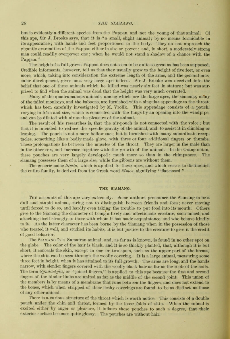 but is evidently a dilferent species from the Pappan, and not the young of that animal. Of this ape, Sir J. Brooke says, that it is “a small, slight animal; by no means foimidable in its appearance; with hands and feet proportioned to the body. They do not approach the gigantic extremities of the Pappan either in size or power ; and, in short, a moderately strong man could readily ovei’power one ; when he would not stand a shadow of a chance with the Pappan.” The height of a full-grown Pappan does not seem to be quite so great as has been supposed. Credible informants, however, tell us that they usually grow to the height of five feet, or even more, which, taking into consideration the extreme length of the arms, and the general mus- cular development, gives us a very large ape indeed. Sir J. Brooke was deceived into the ^ belief that one of these animals which he killed was nearly six feet in stature ; but was sur- prised to find when the animal was dead that the height was very much overrated. • i Many of the quadrumanous animals, among which are the large apes, the siamang, many j of the tailed monkeys, and the baboons, are furnished with a singular appendage to the throat, j which has been carefully investigated by M. Vrolik. This appendage consists of a pouch, | varying in fofm and size, which is connected with the lungs by an opening into the windpij^e, | and can be dilated with air at the pleasure of the animal. j| The result of his researches is, that the air-pouch is not connected with the voice ; but ^ that it is intended to reduce the specific gravity of the animal, and to assist it in climbing or i leaping. The pouch is not a mere hollow sac ; but is furnished wuth many subordinate recep- I tacles, something like a badly made glove, with three or four additional fingers or thumbs. * These prolongations lie between the muscles of the throat. They are larger in the male than \ in the other sex, and increase together with the growth of the animal. In the Orang-outan, j these pouches are very largely developed ; much more so than in the chimpanzee. The | siamang possesses them of a large size, while the gibbons are without them. 1 The generic name Simia, which is applied to these apes, and which serves to distinguish 1 the entire family, is derived from the Greek word Simos, signifying “fiat-nosed.” 1 THE SIAMANG. 1 The accounts of this ape vary extremely. Some authors pronounce the Siamang to be a s dull and stupid animal, caring not to distinguish between friends and foes; never moving 1 until forced to do so, and hardly even taking the trouble to put food into its mouth. Others i give to the Siamang the character of being a lively and affectionate creature, soon tamed, and • attaching itself strongly to those with whom it has made acquaintance, and who behave kindly i to it. As the latter character has been borne by the Siamang when in the possession of those 3 who treated it well, and studied its habits, it is but justice to the creature to give it the credit f of good behavior. i The Siamang Is a Sumatran animal, and, as far as is knoivn, is found in no other spot on i the globe. The color of the hair is black, and it is so thickly planted, that, although it is but 1 short, it conceals the skin, except in one or two spots, such as the upper part of the breast, » where the skin can be seen through the woolly covering. It is a large animal, measuring some ^ three feet in height, when it has attained to its full growth. The arms are long, and the hands j narrow, ivith slender fingers covered with the woolly black hair as far as the roots of the nails. y The term S?/ndactyla, or “joined-fingers,” is applied to this ape because the first and second ^ fingers of the hinder limbs are united as far as the middle of the second joint. This union of the members is by means of a membrane that runs between the fingers, and does not extend to » the bones, which when stripped of their fleshy coverings are found to be as distinct as those ' of any other animal. There is a curious structure of the throat which is worth notice. This consists of a double pouch under the chin and throat, formed by the loose folds of skin. When the animal is excited either by anger or pleasure, it inflates these pouches to such a degree, that their exterior surface becomes quite glossy. The pouches are without hair. i