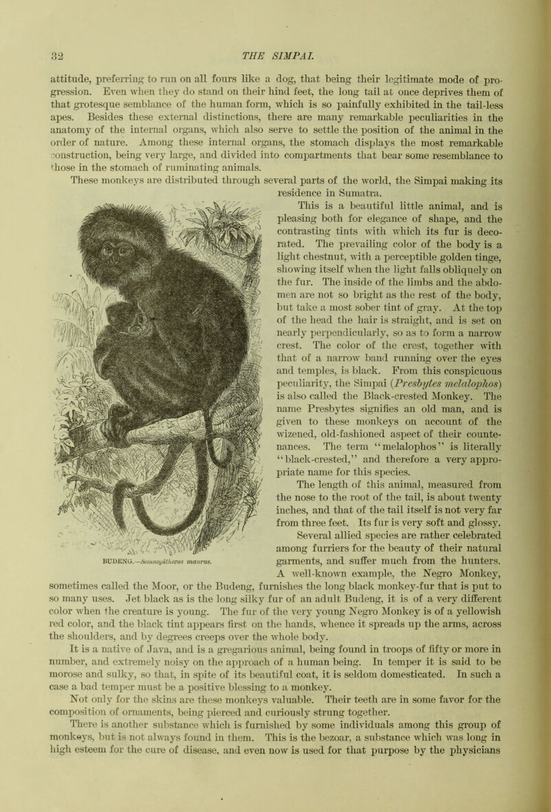 attitude, preferring to run on all fours like a dog, that being their legitimate mode of pro- gression. Even Avhen they do stand on their hind feet, the long tail at once deprives them of that gi’otesque semblance of the human form, Avhich is so painfully exliibited in the tail-less apes. Besides these external distinctions, there are many remarkable peculiarities in the anatomy of the internal organs, Avhich also serve to settle the position of the animal in the order of nature. Among these internal organs, the stomach disjjlays the most remarkable construction, being very large, and divided into compartments that bear some resemblance to diose in the stomach of ruminating animals. These monkeys are distributed through several parts of the Avorld, the Simpai making its residence in Sumatra. This is a beautiful little animal, and is pleasing both for elegance of shape, and the contrasting tints vdth which its fur is deco- rated. The prevailing color of the body is a light chestnut, wdtli a perceptible golden tinge, showing itself Avhen the light falls obliquely on the fur. The inside of the limbs and the abdo- men are not so bright as the rest of the body, but take a most sober tint of gray. At the top of the head the hair is straight, and is set on nearly perpendicularly, so as to form a narrow crest. The color of the crest, together Avith that of a narroAv band running over the eyes and temples, is black. From this conspicuous peculiarity, the Simpai {Presbytes melaloplios) is also called the Black-crested Monkey. The name Presbytes signifies an old man, and is given to these monkeys on account of the Avizened, old-fashioned aspect of their counte- nances. Tlie term “melalophos” is literally “black-crested,” and therefore a very appro- priate name for this species. Tlie length of this animal, measured from the nose to the root of the tail, is about twenty inches, and that of the tail itself is not very far from three feet. Its fur is very soft and glossy. Several allied species are rather celebrated among furriers for the beauty of their natural garments, and suffer much from the hunters. A Avell-knoAvn example, the Negro Monkey, sometimes called the Moor, or the Budeng, furnishes the long black monkey-fur that is put to so many uses. Jet black as is the long silky fur of an adult Budeng, it is of a very different color Avhen the creature is young. The fur of the very young Negro Monkey is of a yeUoAvish red color, and the black tint appears first on the hands, Avhence it spreads up the arms, across the shoulders, and by degrees creeps over the Avhole body. It is a native of Java, and is a gregarious animal, being found in troops of fifty or more in number, and extremely noisy on the aiAproach of a human being. In temper it is said to be morose and sulky, so that, in sjAite of its beautiful coat, it is seldom domesticated. In such a case a bad temper must be a positive blessing to a monkey. Not only for the skins are these monkeys valuable. Their teeth are in some favor for the composition of ornaments, being pierced and curiously strung together. Tliere is another substance Avhich is furnished by some individuals among this group of monkeys, but is not ahvays found in them. This is the bezoar, a substance Avhich Avas long in high esteem for the cure of disease, and even now is used for that purpose by the physicians BUDENG.—6i(i7iinopUkccus maurus.