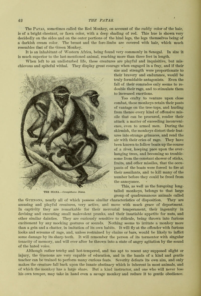 The Patas, sometimes called the Red Monkey, on account of the ruddy color of the hair, is of a bright chestnut, or fawn color, with a deep shading of red. This hue is shown very decidedly on the sides and on the outer portions of the hind legs, the legs themselves being of a darkish cream color. The breast and the fore-limbs are covered with hair, which much resembles that of the Green Monkey. It is an inhabitant of Western Africa, being found very commonly in Senegal. In size it is much superior to the last-mentioned animal, reaching more than three feet in length. When left to an undisturbed life, these creatures are playful and inquisitive, but mis- chievous and spiteful withal. They display great courage when engaged in a fray, and if their size and strength were proportionate to their bravery and endurance, would be truly formidable antagonists. Even the faU of their comrades only seems to re- double their rage, and to stimulate them to increased exertions. Too crafty to venture upon close combat, these monkeys retain their posts of vantage on the tree-tops, and hurling from thence every kind of offensive mis- sile that can be procured, render their attack a matter of exceeding inconveni- ence, even to armed men. During the skirmish, the monkeys distort their feat- ures into strange grimaces, and rend the air with their cries of rage. They have been knovm to follow boats up the course of a river, keeping pace upon the over- hanging trees, and becoming so trouble- some from the constant shower of sticks, fruits, and other missiles, that the occu- pants of the boats were forced to fire at their assailants, and to kUl many of the number before they could be freed from the annoyance. This, as well as the foregoing long- tailed monkeys, belongs to that large group of quadrumanous animals called the Guenons, nearly all of which possess similar characteristics of disposition. They are amusing and playful creatures, very active, and move with much grace of deportment. In captivity they are remarkable for their mercurial temperament, their ingenuity in devising and executing small malevolent pranks, and their insatiable appetite for nuts, and other similar dainties. They are curiously sensitive to ridicule, being tlirowm into furious excitement by any mocking gestures or sounds. Nothing seems to irritate a monkey more than a grin and a chatter, in imitation of its own habits. It will fiy at the offender with furious looks and screams of rage, and, unless restrained by chains or bars, would be likely to inflict some damage by its sharp teeth. It wiU remember the person of its tormentor with singular tenacity of memory, and wall ever after be thrown into a state of angry agitation by the sound of the hated voice. Although rather tetchy and hot-tempered, and too apt to resent any supposed slight or injury, the Guenons are very capable of education, and in the hands of a kind and gentle teacher can be trained to perform many curious feats. Severity defeats its own aim, and only makes the creature fall back upon the innate obstinacy which is inherent in most animals, and of which the monkey has a large share. But a kind instructor, and one who will never lose his own temper, may take in hand even a savage monkey and reduce it to gentle obedience.