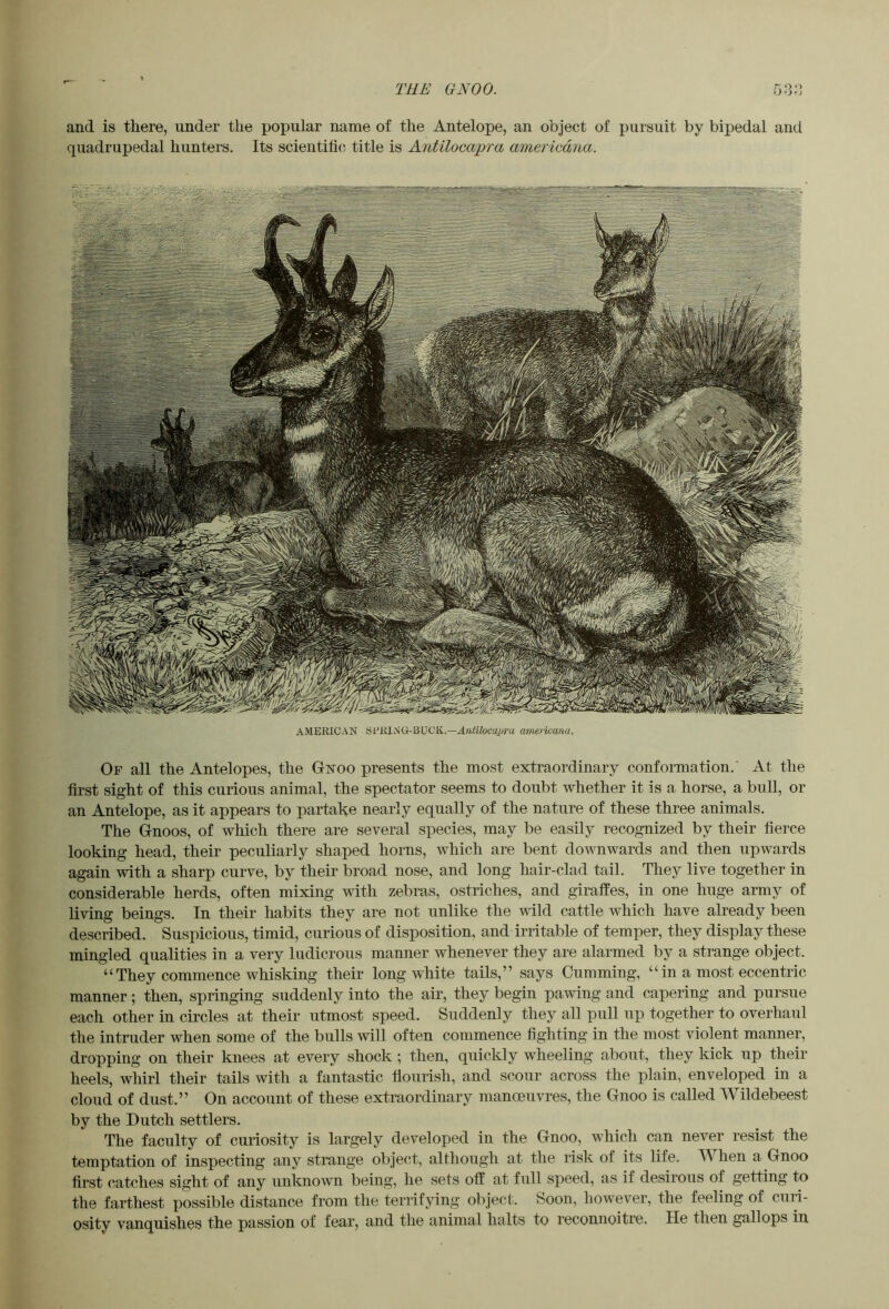 and is there, under the popular name of the Antelope, an object of pursuit by bipedal and quadrupedal hunters. Its scientilio title is Antilocapra americdna. Of all the Antelopes, the Gnoo presents the most extraordinary confonnation.' At the first sight of this curious animal, the spectator seems to doubt whether it is a horse, a bull, or an Antelope, as it appears to partake nearly equally of the nature of these three animals. The Gnoos, of which there are several species, may be easily recognized by their fierce looking head, their peculiarly shaped horns, which are bent downwards and then upwards again with a sharp curve, by their broad nose, and long hair-clad tail. They live together in considerable herds, often mixing with zebras, ostriches, and giraffes, in one huge army of living beings. In their habits they are not unlike the wild cattle which have already been described. Suspicious, timid, curious of disposition, and irritable of temper, they display these mingled qualities in a very ludicrous manner whenever they are alarmed by a strange object. “ They commence whisking their long white tails,” says Gumming, “ in a most eccentric manner; then, springing suddenly into the air, they begin pawing and capering and pursue each other in circles at their utmost speed. Suddenly they all pull up together to overhaul the intruder when some of the bulls will often commence fighting in the most violent manner, dropping on their knees at every shock ; then, quickly wheeling about, they kick up their heels, whirl their tails with a fantastic flourish, and scour across the plain, enveloped in a cloud of dust.” On account of these extraordinary manoeuvres, the Gnoo is called Wildebeest by the Dutch settlers. The faculty of curiosity is largely developed in the Gnoo, w'hicli can never resist the temptation of inspecting any strange object, although at the risk of its life. When a Gnoo first catches sight of any unknown being, he sets off at full speed, as if desirous of getting to the farthest possible distance from the terrifying object. Soon, however, the feeling of curi- osity vanquishes the passion of fear, and the animal halts to reconnoitre. He then gallops in AMERICAN SRRINO-BUCK.—amencana.