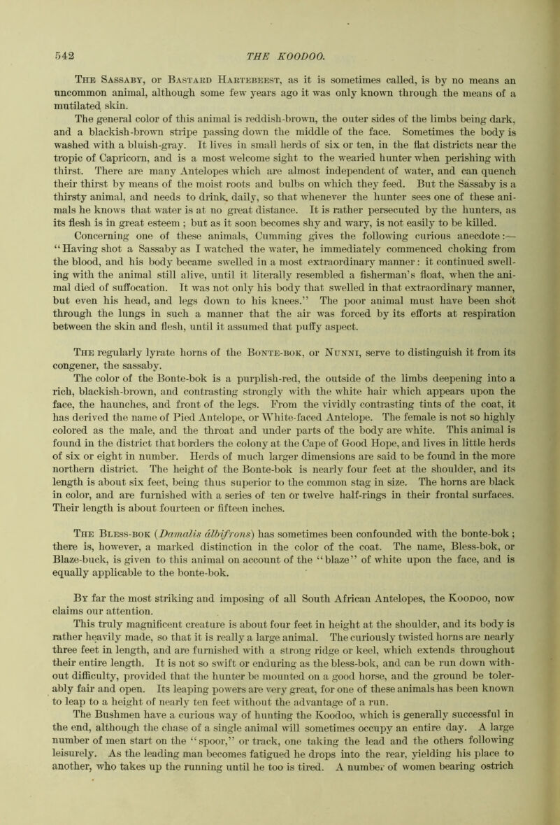 The Sassabt, or Bastakd Haetebeest, as it is sometimes called, is by no means an nncommon animal, altbough some few years ago it was only known through the means of a mutilated skin. The general color of this animal is reddish-brown, the outer sides of the limbs being dark, and a blackish-brown stripe passing down the middle of the face. Sometimes the body is washed with a bluish-gray. It lives in small herds of six or ten, in the flat districts near the tropic of Capricorn, and is a most welcome sight to the wearied hunter when perishing with thirst. There are many Antelopes which are almost independent of water, and can quench their thirst by means of the moist roots and bulbs on which they feed. But the Sassaby is a thirsty animal, and needs to drinl?. daily, so that whenever the hunter sees one of these ani- mals he knows that water is at no great distance. It is rather persecuted by the hunters, as its flesh is in great esteem ; but as it soon becomes shy and wary, is not easily to be killed. Concerning one of these animals, Cumming gives the following curious anecdote:— “Having shot a Sassaby as I watched the water, he immediately commenced choking from the blood, and his body became swelled in a most extraordinary manner : it continued swell- ing with the animal still alive, until it literally resembled a fisherman’s float, when the ani- mal died of suffocation. It was not only his body that swelled in that extraordinary manner, but even his head, and legs down to his knees.” The poor animal must have been sho't through the lungs in such a manner that the air was forced by its efforts at respiration between the skin and flesh, until it assumed that puffy aspect. The regularly lyrate horns of the Bonte-bok, or Nunni, serve to distinguish it from its congener, the sassaby. The color of the Bonte-bok is a purplish-red, the outside of the limbs deepening into a rich, blackish-brown, and contrasting strongly with the white hair which appears upon the face, the haunches, and front of the legs. From the vividly contrasting tints of the coat, it has derived the name of Pied Antelope, or White-faced Antelope. The female is not so highly colored as the male, and the throat and under parts of the body are white. This animal is found in the district that borders the colony at the Cape of Good Hope, and lives in little herds of six or eight in number. Herds of much larger dimensions are said to be found in the more northern district. The height of the Bonte-bok is nearly four feet at the shoulder, and its length is about six feet, being thus superior to the common stag in size. The hoins are black in color, and are furnished with a series of ten or twelve half-rings in their frontal surfaces. Their length is about fourteen or fifteen inches. The Bless-bok {Damalis dlbifrons) has sometimes been confounded with the bonte-bok ; there is, however, a marked distinction in the color of the coat. The name, Bless-bok, or Blaze-buck, is given to this animal on account of the “blaze” of white upon the face, and is equally applicable to the bonte-bok. By far the most striking and imposing of all South African Antelopes, the Koodoo, now claims our attention. This truly magnificent creature is about four feet in height at the shoulder, and its body is rather heavily made, so that it is really a large animal. The curiously twisted horns are nearly three feet in length, and are furnished with a strong ridge or keel, which extends throughout their entire length. It is not so swift or enduring as the bless-bok, and can be run down with- out difficulty, provided that the hunter be mounted on a good horse, and the ground be toler- ably fair and open. Its leaping powers are very great, for one of these animals has been known to leap to a height of nearly ten feet without the advantage of a run. The Bushmen have a curious way of hunting the Koodoo, which is generally successful in the end, although the chase of a single animal will sometimes occupy an entire day. A large number of men start on the “spoor,” or track, one taking the lead and the others following leisurely. As the leading man becomes fatigued he drops into the rear, yielding his place to another, who takes up the running until he too is tired. A number of women bearing ostrich