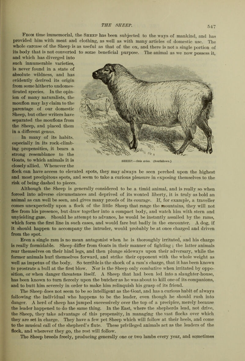 THE SHEEP. Feom time immemorial, the Sheep has been subjected to the ways of mankind, and lias provided him with meat and clothing, as well as with many articles of domestic use. The whole carcase of the Sheep is as useful as that of the ox, and there is not a single portion of its body that is not converted to some beneficial purpose. The animal as we now possess it, and which has diverged into such innumerable varieties, is never found in a state of absolute wildness, and has evidently derived its origin from some hitherto undomes- ticated species. In the opin- ion of many naturalists, the moufion may la y claim to the parentage of our domestic Sheep, but other writers have separated the mouflons from the Sheep, and placed them in a different genus. In many of its habits, especially in its rock-climb- ing propensities, it bears a strong resemblance to the Goats, to which animals it is closely allied. Whenever the flock can have access to elevated spots, they may always be seen perched upon the highest and most precipitous spots, and seem to take a curious pleasure in exposing themselves to the risk of being dashed to pieces. Although the Sheep is generally considered to be a timid animal, and is really so when forced into adverse circumstances and deprived of its wonted liberty, it is truly as bold an animal as can weU be seen, and gives many proofs of its courage. If, for example, a traveller comes unexpectedly upon a flock of the little Sheep that range the mountains, they will not flee from his presence, but draw together into a compact body, and watch him with stern and unyielding gaze. Should he attempt to advance, he would be instantly assailed by the rams, which form the first line in such cases, and would fare but badly in the encounter. A dog, if it should happen to accompany the intruder, would probably be at once charged and driven from the spot. Even a single ram is no mean antagonist when he is thoroughly irritated, and his charge is really formidable. Sheep differ from Goats in their manner of fighting ; the latter animals rear themselves on their hind legs, and then plunge sideways upon their adversary, while the former animals hurl themselves forward, and strike their opponent with the whole weight as well as impetus of the body. So terrible is the shock of a ram’s charge, that it has been known to prostrate a bull at the first blow. Nor is the Sheep only combative when irritated by oppo- sition, or when danger threatens itself. A Sheep that had been led into a slaughter-house, has been known to turn fiercely upon the butcher as he was about to kill one of its companions, and to butt him severely in order to make liim relinquish his grasp of its friend. The Sheep does not seem to be so intelligent as the Goat, and has a curious habit of always following the individual who happens to be the leader, even though he should rush into danger. A herd of sheep has Jumped successively over the top of a precipice, merely because the leader happened to do the same thing. In the East, where the shepherds lead, not drive, the Sheep, they take advantage of this propensity, in managing the vast flocks over w'hich they are set in charge. They have a few pet Sheep which will follow at their heels, and come to the musical call of the shepherd’s flute. Tliese privileged animals act as the leaders of the flock, and wherever they go, the rest Avill follow. The Sheep breeds freely, producing generally one or two lambs every year, and sometimes A 7 SHEEP.—Ovis aiies. (Southdown.)