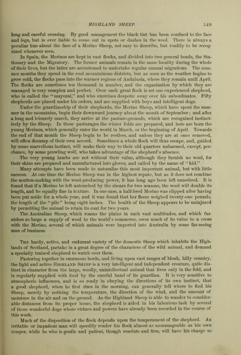 long and careful crossing. By good management the black tint has been confined to the face and legs, but is ever liable to come out in spots or dashes in the wool. There is always a peculiar hue about the face of a Merino Sheep, not easy to describe, but readily to be recog- nized whenever seen. In Spain, the Merinos are kept in vast flocks, and divided into two general heads, the Sta- tionary and the Migratory. The former animals remain in the same locality during the whole of their lives, but the latter are accustomed to undertake regular annual migrations. The sum- mer months they spend in the cool mountainous districts, but as soon as the weather begins to grow cold, the flocks pass into the warmer regions of Andalusia, where they remain until April. The flocks are sometimes ten thousand in number, and the organization by which they are managed is very complex and perfect. Over each great flock is set one experienced shepherd, who is called the “mayoral,” and who exercises despotic sway over his subordinates. Fifty shepherds are placed under his orders, and are supplied with boys and intelligent dogs. Under the guardianship of their shepherds, the Merino Sheep, which have spent the sum- mer in the mountains, begin their downwai-d journey about the month of September ; and after a long and leisurely march, they arrive at the pasture-grounds, which are recognized instinct- ively by the Sheep. In these pasturages the winter folds are prepared, and here are born the young Merinos, which generally enter the world in March, or the beginning of April. Towards the end of that month the Sheep begin to be restless, and unless they are at once removed, will often decamp of their own accord. Sometimes a whole flock will thus escape, and, guided by some marvellous instinct, will make their way to their old quarters unharmed, except, per- chance, by some prowling wolf, who takes advantage of the shepherd’s absence. The very young lambs are not without their value, although they furnish no wool, for their skins are prepared and manufactured into gloves, and called by the name of “kid.” Many attempts have been made to naturalize this most important animal, but with little success. At one time the Merino Sheep was in the highest repute, but as it does not combine the mutton-making with the wool-producing power, it has long ago been left unnoticed. It is found that if a Merino be left untouched by the shears for two seasons, the wool will double its length, and be equally fine in texture. In one case, a half-bred Merino was clipped after having been put aside for a whole year, and it was found that her fleece weighed twenty-one pounds, the length of the “pile” being eight inches. The health of the Sheep appears to be uninjured by permitting the animal to retain its coat for two years. The Australian Sheep, which roams the plains in such vast multitudes, and which fur- nishes so large a supply of wool to the world’s commerce, owes much of its value to a cross with the Merino, several of which animals were imported into Australia by some far-seeing man of business. The hardy, active, and endurant variety of the domestic Sheep which inhabits the High- lands of Scotland, partake in a great degree of the characters of the wild animal, and demand a specially trained shepherd to watch over them. Pastoring together in enormous herds, and living upon vast ranges of bleak, hilly country, the light and active Highland Sheep is a very intelligent and independent creature, quite dis- tinct in character from the large, woolly, unintellectual animal that lives only in the fold, and is regularly supplied Avith food by the careful liand of its guardian. It is very sensitive to atmospheric influences, and is so ready in obeying the directions of its own instinct, that a good shepherd, Avlien he first rises in the morning, can generally tell where to find his Sheep, merely by noticing the temperature, the direction of the wind, and the amount of moisture in the air and on the ground. As the Highland Sheep is able to wander to consider- able distances from its proper home, the shepherd is aided in his laborious task by several of those wonderful dogs whose virtues and powers have already been recorded in the course of this work. Much of the disposition of the flock depends upon the temperament of the shepherd. An irritable or impatient man will speedily render his flock almost as unmanageable as his own temper, while he who is gentle and patient, though resolute and firm, will have his charge so