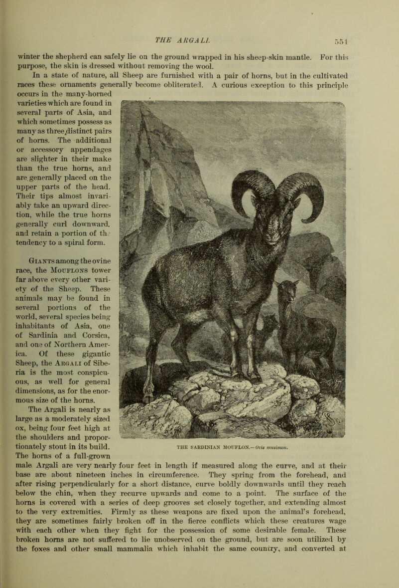 THE ARGALI. winter the shepherd can safely lie on the ground wrapped in his sheep-skin mantle. For this purpose, the skin is dressed without removing the wool. In a state of nature, all Sheep are furnished with a pair of horns, but in the cultivated races these ornaments generally become obliterated. A curious exception to this principle occurs in the many-horned varieties which are found in several parts of Asia, and which sometimes possess as many as three .distinct pairs of horns. The additional or accessory appendages are slighter in their make than the true horns, and are generally placed on the upper parts of the head. Their tips almost invari- ably take an upward direc- tion, while the true horns generallj^ curl downward, and retain a portion of th tendency to a spiral form. Giants among the ovine race, the Mouflons tower far above every other vari- ety of the Sheep. These animals may be found in several portions of the world, several species being inhabitants of Asia, one of Sardinia and Corsica, and one of Northern Amer- ica. Of these gigantic Sheep, the Argali of Sibe- ria is the most conspicu- ous, as well for general dimensions, as for the enor- mous size of the horns. The Argali is nearly as large as a moderately sized ox, being four feet high at the shoulders and propor- tionately stout in its build. The horns of a full-grown male Argali are very nearly four feet in length if measured along the curve, and at their base are about nineteen inches in circumference. They spring from the forehead, and after rising perpendicularly for a short distance, curve boldly downwards until they reach below the chin, when they recurve upwards and come to a point. The surface of the horns is covered with a series of deep grooves set closely together, and extending almost to the very extremities. Firmly as these weapons are fixed upon the animal’s forehead, they are sometimes fairly broken off in the fierce conflicts wliich these creatures wage with each other when they fight for the possession of some desirable female. These broken horns are not suffered to lie unobserved on the ground, but are soon utilized by the foxes and other small mammalia which inhabit the same country, and converted at THE SARDINIAN MOUFLON.—Dm musimon.