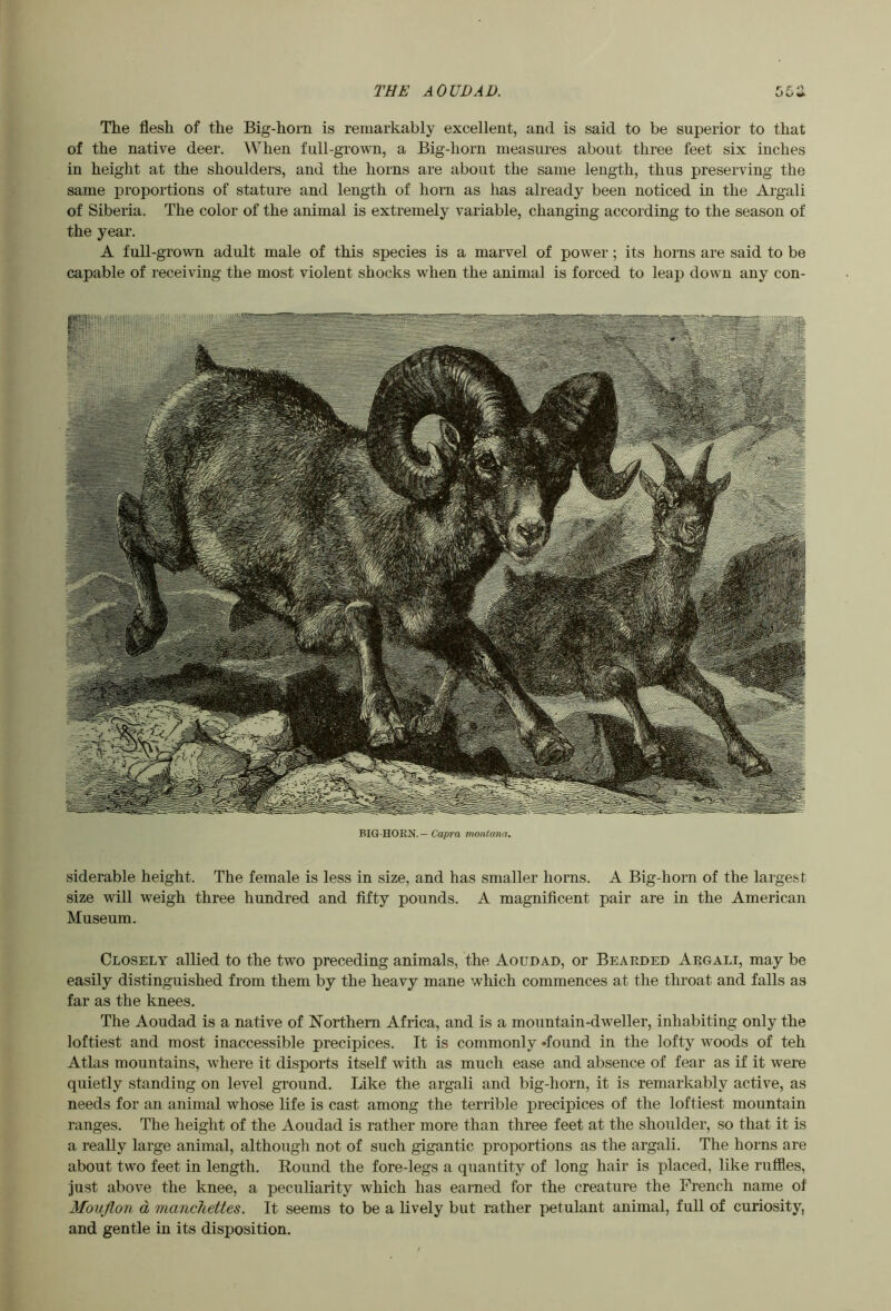 THE AOUDAD. The flesh of the Big-horn is remarkably excellent, and is said to be superior to that of the native deer. When full-grown, a Big-horn measures about three feet six inches in height at the shoulders, and the horns are about the same length, thus preserving the same proportions of stature and length of horn as has already been noticed in the Argali of Siberia. The color of the animal is extremely variable, changing according to the season of the year. A full-grown adult male of this species is a marvel of power; its horns are said to be capable of receiving the most violent shocks when the animal is forced to leap down any con- BIG HORN.—Ca/»a montana. siderable height. The female is less in size, and has smaller horns. A Big-horn of the largest size will weigh three hundred and fifty pounds. A magnificent pair are in the American Museum. Closely allied to the two preceding animals, the Aoudad, or Beaeded Aegali, may be easily distinguished from them by the heavy mane which commences at the throat and falls as far as the knees. The Aoudad is a native of Northern Africa, and is a mountain-dweller, inhabiting only the loftiest and most inaccessible precipices. It is commonly »found in the lofty woods of teh Atlas mountains, where it disports itself with as much ease and absence of fear as if it were quietly standing on level ground. Like the argali and big-horn, it is remarkably active, as needs for an animal whose life is cast among the terrible precipices of the loftiest mountain ranges. The height of the Aoudad is rather more than three feet at the shoulder, so that it is a really large animal, although not of such gigantic proportions as the argali. The horns are about two feet in length. Round the fore-legs a quantity of long hair is placed, like ruffles, just above the knee, a peculiarity which has earned for the creature the French name of Movflon d manchettes. It seems to be a lively but rather petulant animal, full of curiosity, and gentle in its disposition.