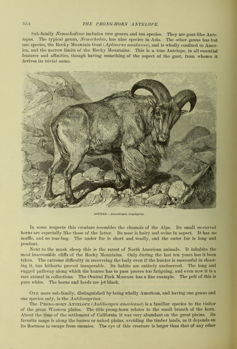 Sub-family Nemorhedince includes two genera and ten species. They are goat-like Ante- lopes. The typical genus, Nemorhedus, has nine species in Asia. The other genus has but one species, the Rocky Mountain Goat {^Aplocerus montamis), and is wholly confined to Amer- ica, and the narrow limits of the Rocky Mountains. This is a true Antelope, in all essential features and affinities, though having something of the aspect of the goat, from whence it derives its trivial name. AOXTDkTi.—Aynmotragus Iragtlaphns. In some respects this creature resembles the chamois of the Alps. Its small re-curved horns are especially like those of the latter. Its nose is hairy and ovine in aspect. It has no muffle, and no tear-bag. The under fur is short and woolly, and the outer fur is long and pendant. Next to the musk sheep this is the rarest of North American animals. It inhabits the most inaccessible cliffs of the Rocky Mountains. Only during the last ten years has it been taken. The extreme difficulty in recovering the body even if the hunter is successful in shoot- ing it, has hitherto proved insuperable. Its habits are entirely unobserved. The long and rugged pathway along which the hunter has to pass proves too fatiguing, and even now' it is a rare animal in collections. The Central Park Museum has a fine example. The pelt of this is pure w'hite. The horns and hoofs are jet black. OxE more sub-family, distinguished by being Avholly American, and having one genus and one species only, is the Antilocaprince. The PnoNG-iiORX Axtelope {AnUlocapra americana) is a familiar species to the visitor of the great Western plains. The title prong-hom relates to the small branch of the horn. About the time of the settlement of California it was very abundant on the great plains. Its favorite range is along the barren or naked plains, avoiding the timber lands, as it depends on its fleetness to escape from enemies. The eye of this creature is larger than that of any other