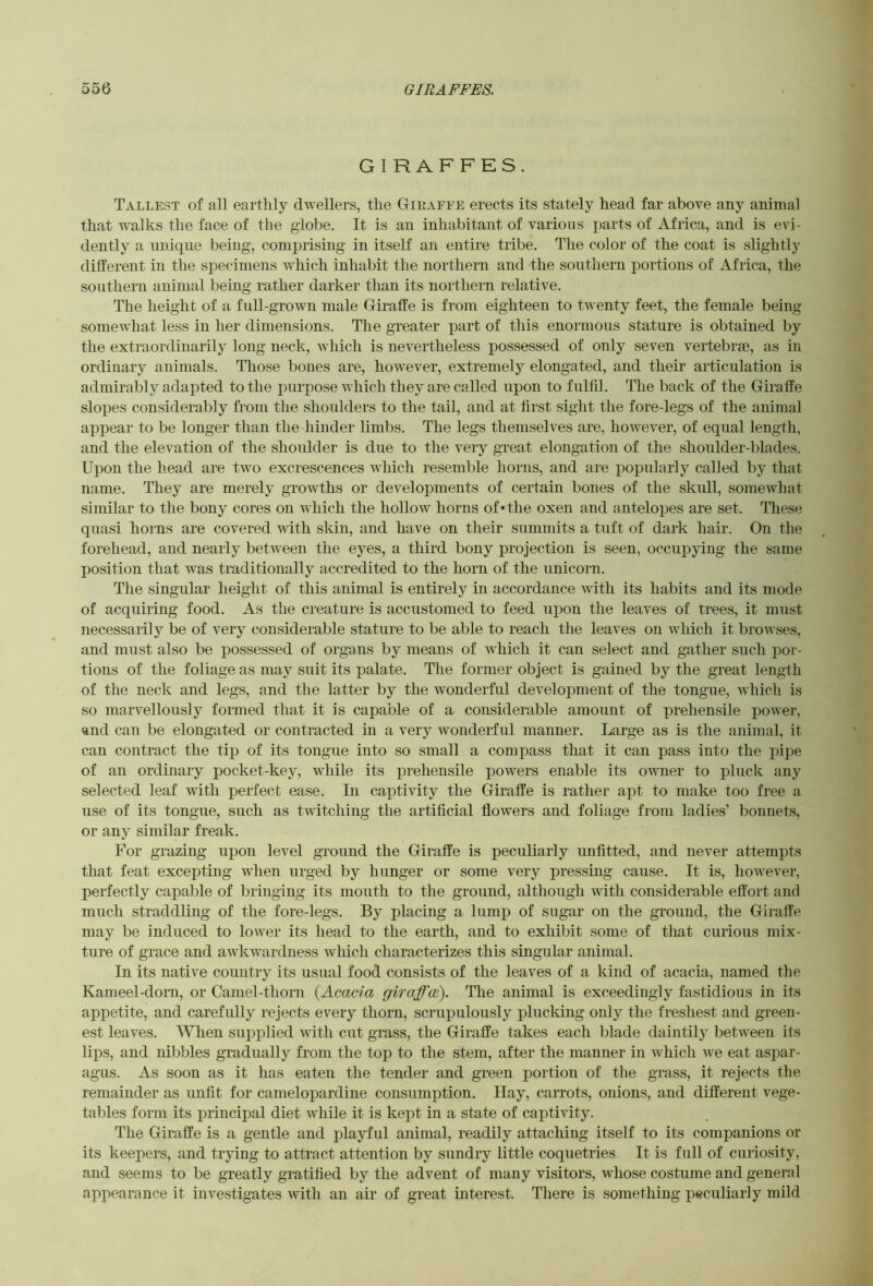 GIRAFFES. Tallest of all earthly dwellers, the Gieaffe erects its stately head far above any animal that walks the face of the globe. It is an inhabitant of various parts of Africa, and is evi- dently a unique being, comprising in itself an entire tribe. The color of the coat is slightly different in the specimens which inhabit the northern and the southern portions of Africa, the southern animal being rather darker than its northern relative. The height of a fidl-grown male Giraffe is from eighteen to twenty feet, the female being somewhat less in her dimensions. The greater part of this enormous stature is obtained by the extraordinarily long neck, which is nevertheless possessed of only seven vertebrae, as in ordinary animals. Tliose bones are, however, extremely elongated, and their articulation is admirably adapted to the purpose which they are called upon to fulfil. The back of the Giraffe slopes considerably from the shoulders to the tail, and at first sight the fore-legs of the animal appear to be longer than the hinder limbs. The legs themselves are, however, of equal length, and the elevation of the shoulder is due to the very great elongation of the shoulder-blades. Upon the head are two excrescences which resemble horns, and are popularly called by that name. They are merely growths or developments of certain bones of the skull, somewhat similar to the bony cores on Avhich the hollow horns of'the oxen and antelopes are set. These quasi horns are covered with skin, and have on their summits a tuft of dark hair. On the forehead, and nearly between the eyes, a third bony projection is seen, occupying the same position that was traditionally accredited to the horn of the unicorn. The singular height of this animal is entirely in accordance with its habits and its mode of acquiring food. As the creature is accustomed to feed upon the leaves of trees, it must necessaiily be of very considerable stature to be able to reach the leaves on which it brow.ses, and must also be possessed of organs by means of which it can select and gather such por- tions of the foliage as may suit its palate. The former object is gained by the great length of the neck and legs, and the latter by the wonderful development of the tongue, which is so marvellously formed that it is capable of a considerable amount of prehensile power, and can be elongated or contracted in a very wonderful manner. Large as is the animal, it can contract the tip of its tongue into so small a compass that it can pass into the pipe of an ordinary pocket-key, while its prehensile powers enable its owner to pluck any selected leaf with perfect ease. In captivity the Giraffe is rather apt to make too free a use of its tongue, such as twitching the artificial flowers and foliage from ladies’ bonnets, or any similar freak. I’or grazing upon level ground the Giraffe is peculiarly unfitted, and never attempts that feat excepting when urged by hunger or some very pressing cause. It is, however, perfectly capable of bringing its mouth to the ground, although with considerable effort and much straddling of the fore-legs. By placing a lump of sugar on the ground, the Giraffe may be induced to lower its head to the earth, and to exhibit some of that curious mix- ture of grace and awkwardness wliich characterizes this singular animal. In its native country its usual food consists of the leaves of a kind of acacia, named the Kameel-dorn, or Camel-thom {Acacia giraffoi). The animal is exceedingly fastidious in its appetite, and carefully rejects every thorn, scrupulously plucking only the freshest and green- est leaves. ARien supplied with cut grass, the Giraffe takes each blade daintily between its lips, and nibbles gradually from the top to the stem, after the manner in which we eat aspar- agus. As soon as it has eaten the tender and green portion of the grass, it rejects the remainder as unfit for camelopardine consumption. Hay, carrots, onions, and different vege- tables form its principal diet while it is kept in a state of captivity. The Giraffe is a gentle and playful animal, readily attaching itself to its companions or its keepers, and trying to attract attention by sundry little coquetries It is full of curiosity, and seems to be greatly gratified by the advent of many visitors, whose costume and genernl appearance it investigates with an air of great interest. There is something peculiarly mild