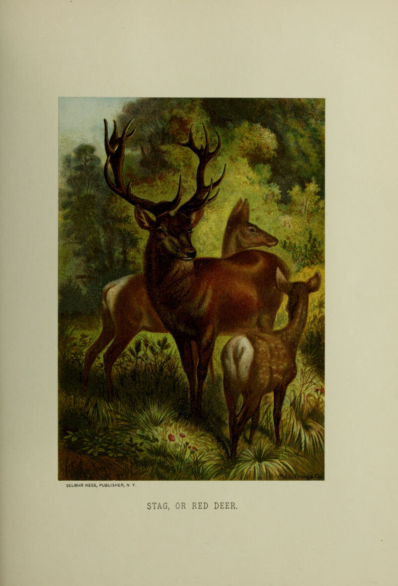 SELMAR HESS, PUBLISHER, N Y. STAG, OR RED DEER, k