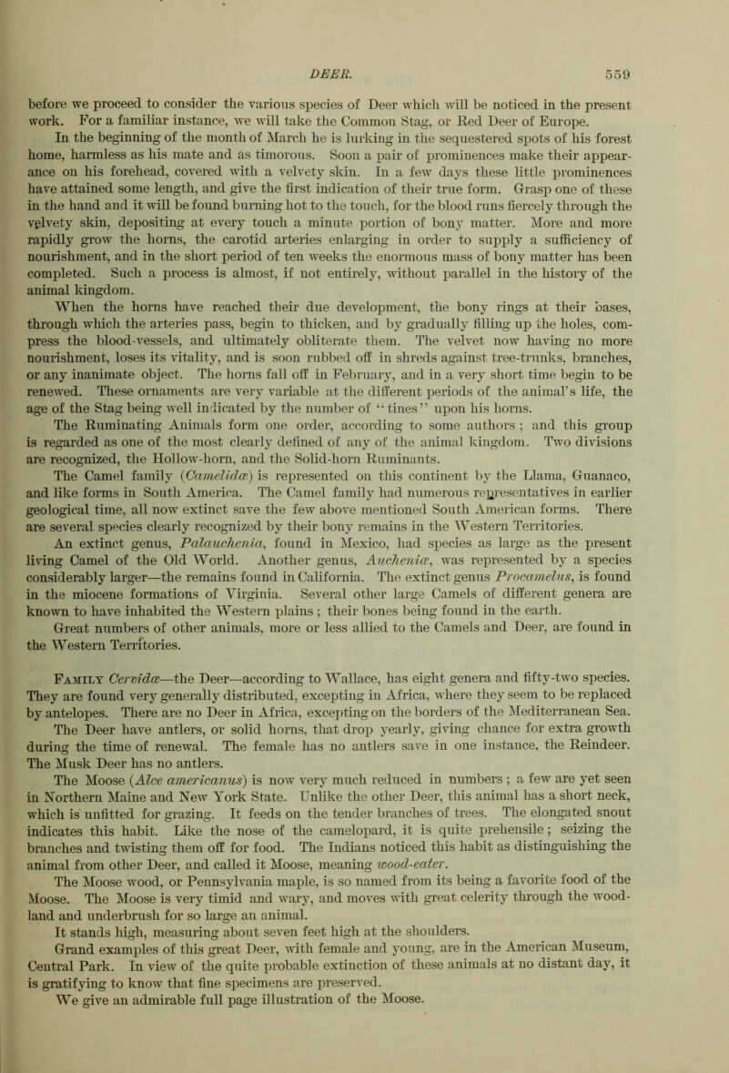 before we proceed to consider the various species of Deer whicli will be noticed in the present work. For a familiar instance, we will take the Common Stag, or Red Deer of Europe. In the beginning of the month of March he is lurking in the sequestered spots of his forest home, harmless as his mate and as timorous. Soon a pair of prominences make their appear- ance on his forehead, covered with a velvety skin. In a few days these little prominences have attained some length, and give the first indication of their true form. Grasp one of these in the hand and it wiU be found burning hot to the touch, for the blood runs fiercely through the velvety skin, depositing at every touch a minute portion of bony matter. More and more rapidly grow the horns, the carotid arteries enlarging in order to supply a sufficiency of nourishment, and in the short period of ten weeks the enormous mass of bony matter has been completed. Such a process is almost, if not entirely, without ];)arallel in the history of the animal kingdom. When the horns have reached their due development, the bony rings at their bases, through which the arteries pass, begin to thicken, and by gradually filling up the holes, com- press the blood-vessels, and ultimately obliterate them. The velvet now having no more nourishment, loses its vitality, and is soon rubbed off in shreds against tree-trunks, branches, or any inanimate object. The horns fall off in February, and in a very short time begin to be renewed. These ornaments are very variable at the different periods of the animaTs life, the age of the Stag being well indicated by the number of “ tines” upon his horns. The Ruminating Animals form one order, according to some authors ; and this group is regarded as one of the most clearly defined of any of the animal kingdom. Two divisions are recognized, the Hollow-horn, and the Solid-horn Ruminants. The Camel family {CameUdcs) is represented on this continent by the Llama, Guanaco, and like forms in South America. The Camel family had numerous re]2resentatives in earlier geological time, all now extinct save the few above mentioned South American forms. There are several species clearly recognized by their bony remains in the Western Territories. An extinct genus, Palauchenia., found in Mexico, had species as large as the present living Camel of the Old World. Another genus, Auclienice., was represented by a species considerably larger—the remains found in California. The extinct genus Procamelus, is found in the miocene formations of Virginia. Several other large Camels of different genera are known to have inhabited the Western plains ; their bones being found in the earth. Great numbers of other animals, more or less allied to the Camels and Deer, are found in the Western Territories. Family Cervidce—the Deer—according to Wallace, has eight genera and fifty-two species. They are found very generally distributed, excepting in Africa, where they seem to be replaced by antelopes. There are no Deer in Africa, excepting on the borders of the Mediterranean Sea. The Deer have antlers, or solid horns, that drop yearly, giving chance for extra growth during the time of renewal. The female has no antlers save in one instance, the Reindeer. The Musk Deer has no antlers. The Moose {Alee americanus) is now very much reduced in numbers ; a few are yet seen in Northern Maine and New York State. Unlike the other Deer, this animal has a short neck, which is unfitted for grazing. It feeds on the tender branches of trees. The elongated snout indicates this habit. Like the nose of the camelopard, it is quite prehensile; seizing the branches and twisting them off for food. The Indians noticed this habit as distinguishing the animal from other Deer, and called it Moose, meaning wood-eater. The Moose wood, or Pennsylvania maple, is so named from its being a favorite food of the Moose. The Moose is very timid and wary, and moves ivith great celerity through the wood- land and underbrush for so large an animal. It stands high, measuring about seven feet high at the shoulders. Grand examples of this great Deer, with female and young, are in the American Museum, Central Park. In view of the quite probable extinction of these animals at no distant day, it is gratifying to know that fine specimens are preserved. We give an admirable full page illustration of the Moose.