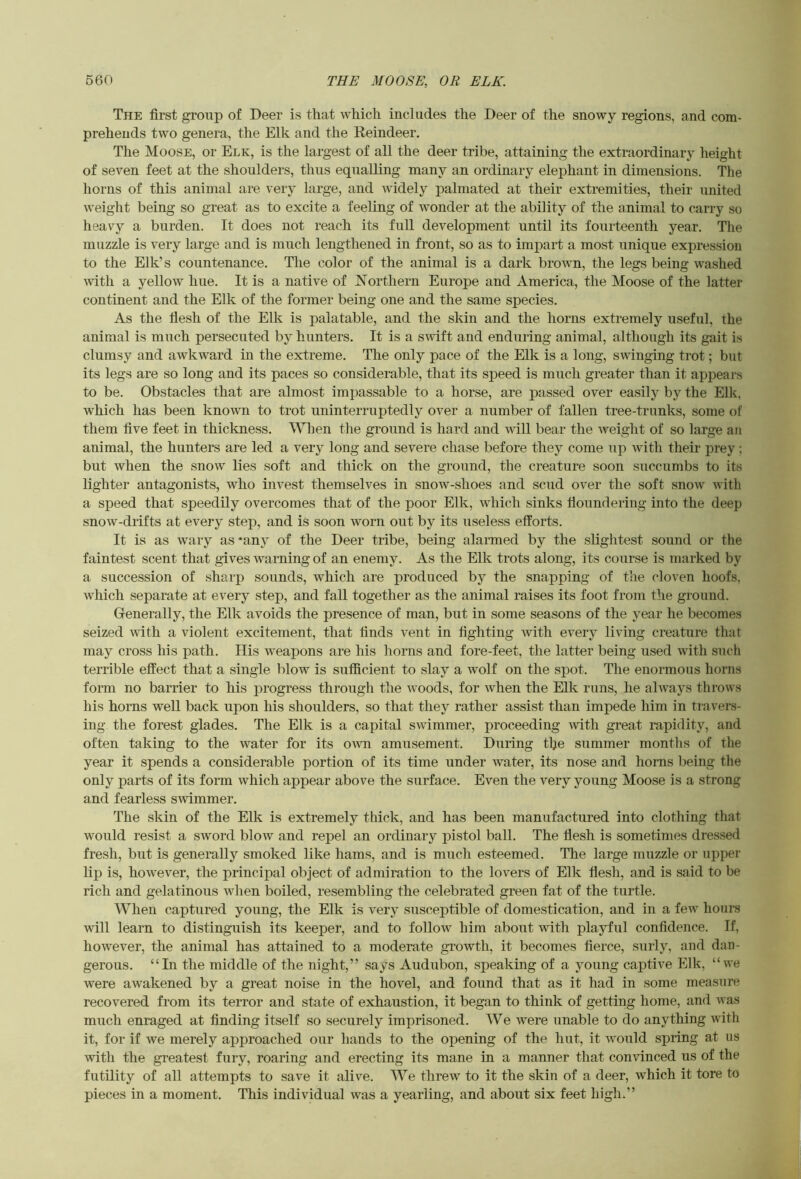 The first group of Deer is that which includes the Deer of the snowy regions, and com- prehends two genera, the Elk and the Reindeer. The Moose, or Elk, is the largest of all the deer tribe, attaining the extraordinary lieight of seven feet at the shoulders, thus equalling many an ordinary elephant in dimensions. The horns of this animal are very large, and widely palmated at their extremities, their united weight being so great as to excite a feeling of wonder at the ability of the animal to carry so heavy a burden. It does not reach its full development until its fourteenth year. Tlie muzzle is very large and is much lengthened in front, so as to impart a most unique expression to the Elk’s countenance. The color of the animal is a dark brown, the legs being washed with a yellow hue. It is a native of Northern Europe and America, the Moose of the latter continent and the Elk of the former being one and the same species. As the flesh of the Elk is palatable, and the skin and the horns extremely useful, the animal is much persecuted by hunters. It is a swift and enduring animal, although its gait is clumsy and awkward in the extreme. The only pace of the Elk is a long, swinging trot; but its legs are so long and its paces so considerable, that its speed is much greater than it appears to be. Obstacles that are almost impassable to a horse, are passed over easily by the Elk, which has been known to trot uninterruptedly over a number of fallen tree-trnnks, some of them five feet in thickness. When the ground is hard and will bear the weiglit of so large an animal, the hunters are led a very long and severe chase before they come up with their prey ; but when the snow lies soft and thick on the ground, the creature soon succumbs to its lighter antagonists, who invest themselves in snow-shoes and scud over the soft snow with a speed that speedily overcomes that of the poor Elk, which sinks floundering into the deep snow-drifts at every step, and is soon worn out by its useless efforts. It is as wary as*any of the Deer tribe, being alanned by the slightest sound or the faintest scent that gives warning of an enemy. As the Elk trots along, its course is marked by a succession of sharp sounds, which are produced by the snapping of the cloven hoofs, which separate at every step, and fall together as the animal raises its foot from the ground. Generally, the Elk avoids the presence of man, but in some seasons of the year he becomes seized with a violent excitement, that finds vent in fighting with every living creature that may cross his path. His weapons are his horns and fore-feet, the latter being used with such terrible effect that a single blow is sufficient to slay a wolf on the sjjot. The enormous horns form no barrier to his progress through the woods, for when the Elk runs, he ahvays throws his horns well back upon his shoulders, so that they rather assist than impede him in travers- ing the forest glades. The Elk is a capital swimmer, proceeding with great rapidity, and often taking to the water for its own amusement. During tfie summer months of the year it spends a considerable portion of its time under Avater, its nose and horns being the only parts of its form which appear above the surface. Even the very young Moose is a strong and fearless swimmer. The skin of the Elk is extremely thick, and has been manufactured into clothing that would resist a sword blow and repel an ordinary instol ball. The flesh is sometimes dressed fresh, but is generally smoked like hams, and is much esteemed. The large muzzle or upper lip is, however, the principal object of admiration to the lovers of Elk flesh, and is said to be rich and gelatinous when boiled, resembling the celebrated green fat of the turtle. When captured young, the Elk is very susceptible of domestication, and in a few hours will learn to distinguish its keeper, and to follow him about with playful confidence. If, however, the animal has attained to a moderate growth, it becomes fierce, surly, and dan- gerous. “In the middle of the night,” says Audubon, speaking of a yoiing captive Elk, “we were awakened by a great noise in the hovel, and found that as it had in some measure recovered from its terror and state of exhaustion, it began to think of getting home, and was much enraged at finding itself so securely imprisoned. We were unable to do anything with it, for if we merely approached our hands to the opening of the hut, it would spring at us with the greatest fury, roaring and erecting its mane in a manner that convinced us of the futility of all attempts to save it alive. We threw to it the skin of a deer, which it tore to pieces in a moment. This individual was a yearling, and about six feet high.”