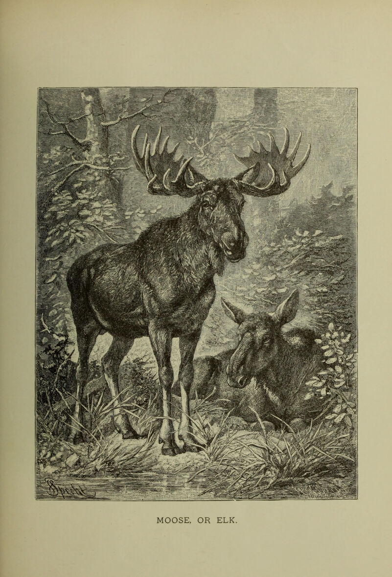 r MOOSE, OR ELK