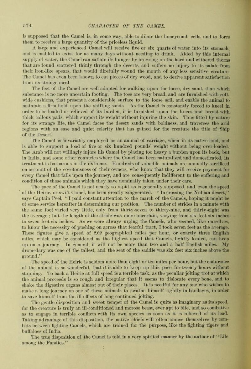 is supposed that the Camel is, in some way, able to dilate the honeycomb cells, and to force them to receive a large quantity of the priceless liquid. A large and experienced Camel will receive five or six quarts of water into its stomach, and is enabled to exist for as many days without needing to drink. Aided by this internal supply of water, the Camel can satiate its hunger by browsing on the hard and withered thorns that are found scattered thinly through the deserts, and suifers no injury to its palate from their iron-like spears, that would direfully wound the mouth of any less sensitive creature. The Camel has even been known to eat j)ieces of dry wood, and to derive apparent satisfaction from its strange meal. The feet of the Camel are well adapted for walking upon the loose, dry sand, than which substance is no more uncertain footing. The toes are very broad, and are furnished with soft, wide cushions, that present a considerable surface to the loose soil, and enable the animal to maintain a firm hold upon the shifting sands. As the Camel is constantly forced to kneel in order to be loaded or relieved of its burden, it is fnmished upon the knees and bieast with thick callous pads, which siipport its weight without injuring the skin. Thus fitted by nature for its strange life, the Camel faces the desert sands with boldness, and traverses the arid regions with an ease and quiet celerity that has gained for the creature the title of Ship of the Desert. The Camel is invariably employed as an animal of carriage, when in its native land, and is able to support a load of five or six hundred pounds’ weight without being over-loaded. The Arab will not willingly injure his Camel by placing too heavy a burden upon its back, but in India, and some other countries where the Camel has been naturalized and domesticated, its treatment is barbarous in the extreme. Hundreds of valuable animals are annually sacrificed on account of the covetousness of their owners, who know that they will receive payment for every Camel that falls upon the journey, and are consequently indifferent to the suffering and condition of those animals which they have nominally taken under their care. The pace of the Camel is not nearly so rapid as is generally snpposed, and even the speed of the Heirie, or swift Camel, has been greatly exaggerated. “In crossing the Nubian desert,” says Captain Peel, “I paid constant attention to the march of the Camels, hoping it might be of some service hereafter in determining our position. The number of strides in a minute with the same foot varied very little, only from thirty-seven to thirty-nine, and thirty-eight was the average ; but the length of the stride was more uncertain, varying from six feet six inches to seven feet six inches. As we were always urging the Camels, who seemed, like ourselves, to know the necessity of pushing on across that fearful tract, I took seven feet as the average. These figures give a speed of 2.62 geographical miles per hour, or exactly three English miles, which may be considered as the highest speed that Camels, lightly loaded, can keep up on a journey. In general, it will not be more than two and a half English miles. My dromedary was one of the tallest, and the seat of the saddle was six feet six inches above the ground.” The speed of the Heirie is seldom more than eight or ten miles per honr. bnt the endurance of the animal is so wonderful, that it is able to keep up this pace for twenty hours without stopping. To back a Heirie at full speed is a terrible task, as the peculiar jolting trot at which the animal proceeds is so rough and irregular that it seems to dislocate every bone, and to sliake the digestive organs almost out of their places. It is needful for any one who wishes to make a long journey on one of these animals to swathe himself tightly in bandages, in order to save himself from the ill effects of long continued jolting. The gentle disposition and sweet temper of the Camel is quite as imaginary as its speed, for the creature is truly an ill-conditioned and morose beast, ever apt to bite, and so combative as to engage in terrible conflicts with its own species as soon as it is relieved of its load. Taking advantage of this disposition, the native chiefs will often amuse themselves by com- bats between fighting Camels, which are trained for the purpose, like the fighting tigers and buffaloes of India. The true disposition of the Camel is told in a very spirited manner by the autlior of “Life among the Pandies.”