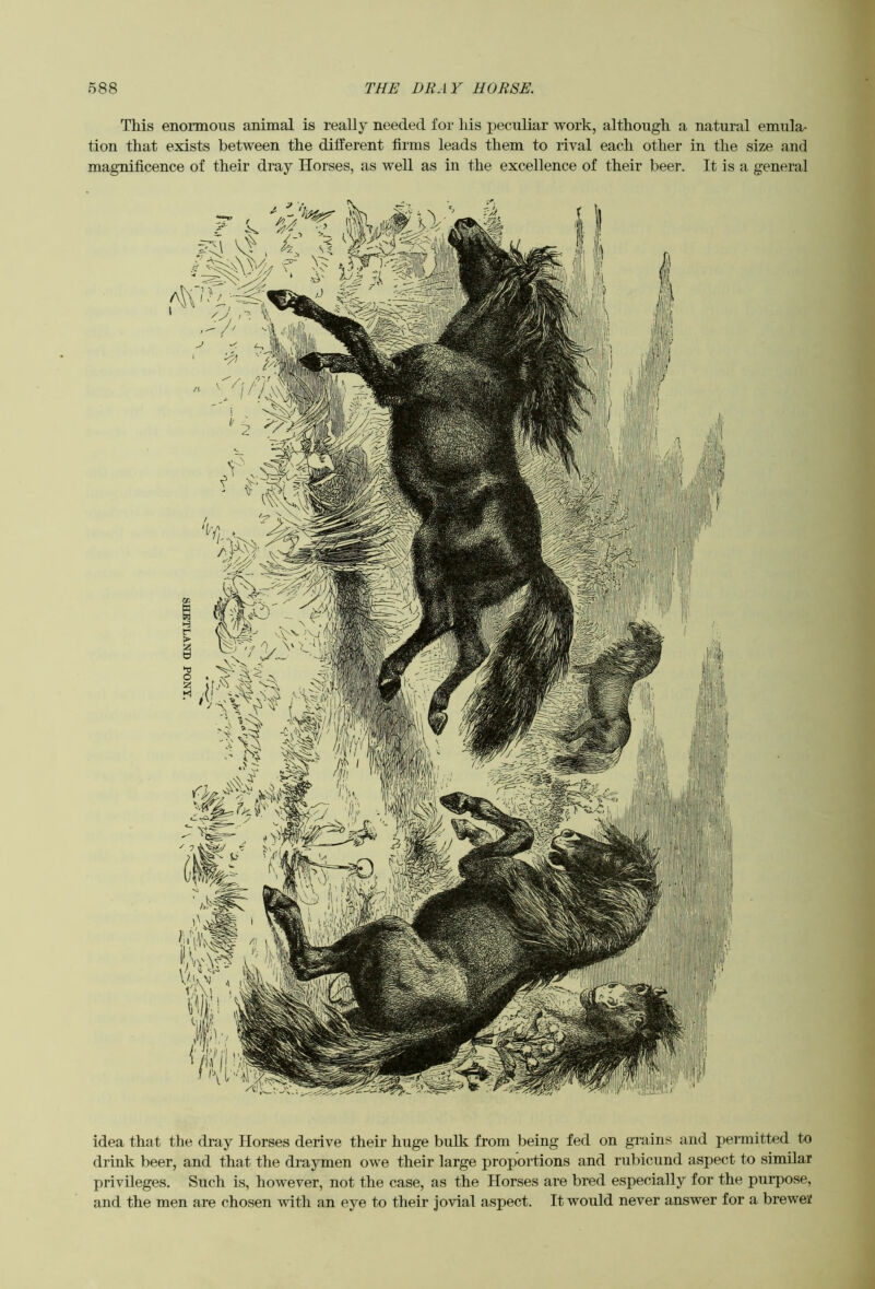 This enormous animal is really needed for Ids peculiar work, although a natural emula- tion that exists between the different firms leads them to rival each other in the size and magnificence of their dray Horses, as well as in the excellence of their beer. It is a general idea that the dray Horses derive their huge bulk from being fed on grains and permitted to drink beer, and that the draymen owe their large proportions and rubicund aspect to similar privileges. Such is, however, not the case, as the Horses are bred especially for the purpose, and the men are chosen with an eye to their jovial aspect. It would never answer for a brewer