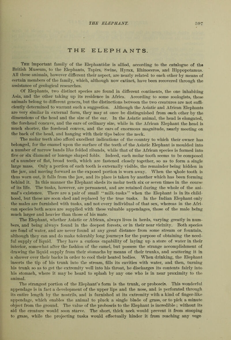 THE ELEPHANTS. The important family of the Elepliantidae is allied, according to the catalogue of the British Museum, to the Elephants, Tapirs, Swine, Hyrax, Rhinoceros, and Hippopotamus. All these animals, however different their aspect, are nearly related to each other by means of certain members of the family, which, although now extinct, have been recovered through the assistance of geological researches. Of Elephants, two distinct species are found in different continents, the one inhabiting Asia, and the other taking up its residence in Africa. According to some zoologists, these animals belong to different genera, but the distinctions between the two creatures are not suffi- ciently deteiTuined to w^arrant such a suggestion. Although the Asiatic and African Elephants are very similar in external form, they may at once be distinguished from each other by the dimensions of the head and the size of the ear. In the Asiatic animal, the head is elongated, the forehead concave, and the ears of ordinary size, while in the African Elephant the head is much shorter, the forehead convex, and the ears of enormous magnitude, nearly meeting on the back of the head, and hanging with their tips below the neck. The molar teeth also afford excellent indications of the country to which their owner has belonged, for the enamel upon the surface of the teeth of the Asiatic Elephant is moulded into a number of narrow bands like folded ribands, while that of the African species is formed into five or six diamond or lozenge shaped folds. Indeed, each molar tooth seems to be composed of a number of fiat, broad teeth, which are fastened closely together, so as to form a single large mass. Only a portion of each tooth is externally visible, the remainder being hidden in the jaw, and moving forward as the exposed portion is worn away. When the \^hole tooth is thus worn out, it falls from the jaw, and its place is taken by another which has been forming behind it. In this manner the Elephant sheds its molar teeth six or seven times in the course of its life. The tusks, however, are permanent, and are retained during the whole of the ani- mal’s existence. There are a pair of small “milk-tusks” when the Elephant is in its child- hood, but these are soon shed and replaced by the true tusks. In the Indian Elephant only the males are furnished with tusks, and not every individual of that sex, whereas in the Afri- can species both sexes are supplied with these valuable appendages, those of the male being much larger and heavier than those of his mate. The Elephant, whether Asiatic or African, always lives in herds, varying greatly in num- bers, and being always found in the deepest forests, or in their near vicinity. Both species are fond of water, and are never found at any great distance from some stream or fountain, although they can and do make tolerably long journeys for the purpose of obtaining the need- ful supply of liquid. They have a curious capability of laying up a store of water in their interior, somew'hat after the fashion of the camel, but possess the strange accomplishment of drawing the liquid supply from their stomachs by means of their trunks, and scattering it in a showier over their backs in order to cool their heated bodies. When drinking, the Elephant inserts the tip of his trunk into the stream, fills its cavities with water, and then, turning his trunk so as to get the extremity well into his throat, he discharges its contents fairly into his stomach, where it may be heard to splash by any one who is in near proximity to the animal. nie strangest portion of the Elephant’s form is the trunk, or proboscis. This wonderful appendage is in fact a development of the upper lips and the nose, and is perforated through its entire length by the nostrils, and is furnished at its extremity with a kind of finger-like appendage, which enables the animal to pluck a single blade of grass, or to pick a minute object from the ground. The value of the proboscis to the Elephant is incredible ; without its aid the creature would soon starve. The short, thick neck would prevent it from stooping to graze, while the projecting tusks would effectually hinder it from reaching any vege-