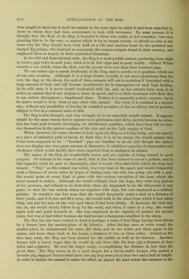 were taught in their law to hold the animal in the same light in which it had been regarded by those to whom they had been accustomed to look mth reverence. By some persons it is thought that the flesh of the Hog is harmful to those who reside m hot countries; but even granting this to be the case—a matter which is by no means certain—it affords no clue to the cause why the Hog sliould have been held as a vile and unclean beast by the polished and learned Egyptians, who depicted so accurately the various animals found in their country, and employed them so largely in their symbolical literature. In its wild and domesticated state, the Hog is a most prolific animal, producing from eight to twelve pigs twice in each year, when it is in full vigor and in good health. Gilbert White records a sow which, when she died, was the parent of no less than three hundred pigs. We are rather apt to speak libellously of the Hog, and to ascribe to it qualities which are of our own creation. Although it is a large feeder, it really is not more gluttonous than the cow, the dog, or the sheep, for each of these animals will eat to repletion if furnished with a large amount of food, and will become inordinately fat in consequence of such high feeding. In its wild state it is never found overloaded with fat, and, as has already been seen, is so active an animal that it can surpass a horse in speed, and is so little burdened with flesh that it can endure throughout a lengthened chase. Neither is it naturally a dirty creature, for in its native woods it is as clean as any other wild animal. But when it is confined in a narrow stye, without any possibility of leaving its curtailed premises, it has no choice, but is perforce obliged to live in a constant state of filth. The Hog is also thought, and very wrongly, to be an especially stupid animal. It appears stupid for the same reason that it appears to be gluttonous and dirty, merely because no atten- tion has been paid towards developing its intellectual qualities, which have been left to exer- cise themselves in the narrow confines of the stye and on the daily supply of food. When, however, its owmer chooses to look upon the Hog as a living being, and not merely as a piece of animated j)ork or bacon, he finds that it is by no means the stupid animal that it has been supposed to be. “Learned” pigs are familiar to us all, and though the animal does not display any very great amount of literature, it exhibits a capacity of observation and obedience which would hardly have been ex|3ected from so maligned an animal. The senses of the Hog are wonderfully acute, and are capable of being turned to good purj)oi‘t. So delicate is its sense of smell, that it has been trained to act as a ])ointei', and in this capacity acted its part so thoroughly, that it Avould often find birds which the dogs had missed. “Slut,” as this animal was called, was very fond of the sport, and would frequently walk a distance of seven miles in hopes of finding some one who w^as going oiit wdth a gun. She w'ould point at every kind of game with the curious exception of the hare, which she never seemed to notice. Although she would willingly back the dogs, they were very jealous of her presence, and refused to do their duty when she happened to be the discoverer of any game, so that she was seldom taken out together with dogs, but was employed as a solitary pointer. So sensitive was her nose, that she would frequently point a bird at a distance of forty yards, and if it rose and flew away, she w’ould walk to the place from which it had taken wing, and put her nose on the very spot where it had been sitting. If, however, the bird only ran on, she would slowly follow it up by the scent, and wLen it came to a stop, she wmuld again halt and point towards it. She was employed in the capacity of pointer for several years, but was at last killed because she had become a dangerous neighbor to the sheep. The Hog has also been trained to draw a carriage, a team of foiir Hogs having been driven by a fanner into the market-place of St. Alban’s. After driving once or twice round the market-place, he unharnessed his team, fed them, and in two hours put them again to his chaise, and drove them back to his house, a distance of two or three miles. Absurd as the idea may seem, the Hog has been trained for the saddle as well as for harness. Another farmer laid a heavy wager that he would in one hour ride his boar pig a distance of four miles and a quarter. He won his wager easily, accomplishing the distance in less than the given time. The Hog seems to be a good leaper, for a livery-stable keeper, who petted a favorite pig, engaged that he could make his pig leap over a door four feet and a half in height. In order to induce the animal to make the effort, he placed the door across the entrance to the