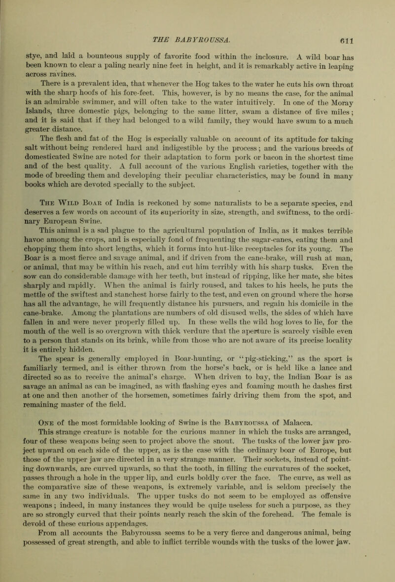 stye, and laid a bounteous supply of favorite food within the inclosure. A wild boar has been known to clear a paling nearly nine feet in height, and it is remarkably active in leaping across ravines. There is a prevalent idea, that whenever the Hog takes to the water he cuts his own throat with the shaip hoofs of his fore-feet. This, however, is by no means the case, for the animal is an admirable swimmer, and will often take to the water intuitively. In one of the Moray Islands, three domestic pigs, belonging to the same litter, swam a distance of live miles; and it is said that if they had belonged to a wild family, they would have swum to a much greater distance. The flesh and fat of the Hog is especially valuable on account of its aptitude for taking salt without being rendered hard and indigestible by the process; and the various breeds of domesticated Swine are noted for their adaptation to form pork or bacon in the shortest time and of the best quality. A full account of the various English varieties, together with the mode of breeding them and developing their peculiar characteristics, may be found in many books which are devoted specially to the subject. The Wild Boar of India is reckoned by some naturalists to be a separate species, end deserves a few words on account of its superiority in size, strength, and swiftness, to the ordi- nary European Swine. This animal is a sad plague to the agricultural population of India, as it makes terrible havoc among the crops, and is especially fond of frequenting the sugar-canes, eating them and chopping them into short lengths, which it forms into hut-like receptacles for its young. The Boar is a most fierce and savage animal, and if driven from the cane-brake, will rush at man, or animal, tliat may be within his reach, and cut him terribly with his sharp tusks. Even the sow can do considerable damage with her teeth, but instead of ripping, like her mate, she bites sharply and rapidly. When the animal is fairly roused, and takes to his heels, he puts the mettle of the swiftest and stanchest horse fairly to the test, and even on ground where the horse has all the advantage, he will frequently distance his pursuers, and regain his domicile in the cane-brake. Among the plantations are numbers of old disused wells, the sides of which have fallen in and were never properly filled up. In these wells the wild hog loves to lie, for the mouth of the well is so overgrown with thick verdure that the aperture is scarcely visible even to a person that stands on its brink, while from those who are not aware of its precise locality it is entirely liidden. The spear is generally employed in Boar-hunting, or “pig-sticking,” as the sport is familiarly termed, and is either thrown from the horse’s back, or is held like a lance and directed so as to receive the animal’s charge. When diiven to bay, the Indian Boar is as savage an animal as can be imagined, as with flashing eyes and foamijig mouth he dashes first at one and then another of the horsemen, sometimes fairly driving them from the spot, and remaining master of the field. One of the most formidable looking of Swine is the Babyroussa of Malacca. This strange creature is notable for the curious manner in which the tusks are arranged, four of these weapons being seen to project above the snout. The tusks of the lower jaw pro- ject upward on each side of the upper, as is the case with the ordinary boar of Europe, but those of the upper jaw are directed in a very strange manner. Their sockets, instead of point- ing downwards, are curved upwards, so that the tooth, in filling the curvatures of the socket, passes through a hole in the upper lip, and curls boldly ever the face. The curve, as well as the comparative size of these weapons, is extremely variable, and is seldom precisely the same in any two individuals. The upper tusks do not seem to be employed as offensive weapons ; indeed, in many instances they would be quife useless for such a purpose, as they are so strongly curved that their points nearly reach the skin of the forehead. The female is devoid of these curious appendages. From all accounts the Babyroussa seems to be a very fierce and dangerous animal, being possessed of great strength, and able to inflict terrible wounds with the tusks of the lower jaw.