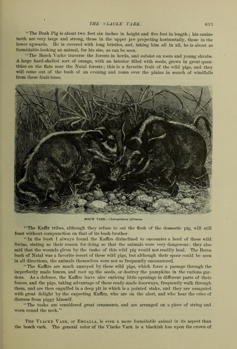 “ The Bush Pig is about two feet six inches in height and five feet in length ; his canine teeth are very large and strong, those in the upper jaw projecting horizontally, those in the lower upwards. He is covered with long bristles, and, taking him all in all, he is about as formidable-looking an animal, for his size, as can be seen. “The Bosch Varks traverse the forests in herds, and subsist on roots and young shrubs. A large hard-shelled sort of orange, with an interior filled with seeds, grows in great quan- tities on the flats near the Natal forests; this is a favorite fruit of the wild pigs, and they will come out of the bush of an evening and roam over the plains in search of windfalls from these fruit-trees. BOSCH VARK.— Ohoiropotamua africanm. “The Kaffir tribes, although they refuse to eat the flesh of the domestic pig, will still feast without compunction on that of its bush brother. “ In the bush I always found the Kaffirs disinclined to encounter a herd of these wild Swine, stating as their reason for doing so that the animals were very dangerous ; they also said that the wounds given by the tusks of this wild pig would not readily heal. The Berea bush of Natal was a favorite resort of these wild pigs, but although their spoor could be seen in all directions, the animals themselves were not so frequently encountered. “The Kaffirs are much annoyed by these wild pigs, which force a passage through the imperfectly made fences, and root up the seeds, or destroy the pumpkins in the various gar- dens. As a defence, the Kaffirs leave nice enticing little openings in different parts of their fences, and the pigs, taking advantage of these ready-made doorways, frequently walk through them, and are then engulfed in a deep pit in which is a pointed stake, and they are assagaied with great delight by the expecting Kaffirs, who are on the alert, and who hear the cries of distress from piggy himself. “The tusks are considered great ornaments, and are arranged on apiece of string and worn round the neck.” The Vlacke Vark, or Emgalla, is even a more formidable animal in its aspect than the bosch vark. The general color of the Vlacke Vark is a blackish hue upon the crown of