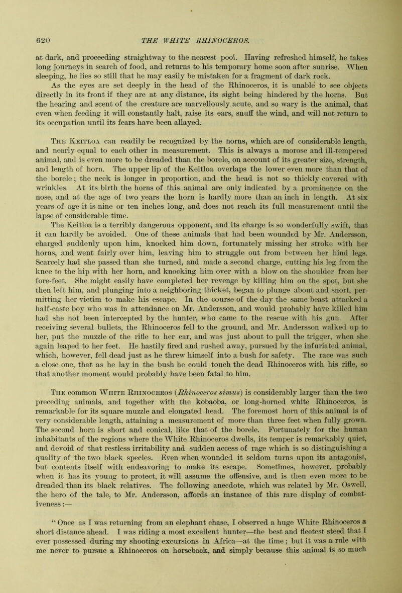 at dark, and proceeding straightway to the nearest pool. Having refreshed himself, he takes long journeys in search of food, and returns to his temporary home soon after sunrise. When sleeping, he lies so still that he may easily be mistaken for a fragment of dark rock. As the eyes are set deeply in the head of the Rhinoceros, it is iinable to see objects directly in its front if they are at any distance, its sight being hindered by the horns. But the hearing and scent of the creature are marvellously acute, and so wary is the animal, that even when feeding it will constantly halt, raise its ears, snuff the wind, and will not return to its occupation until its fears have been allayed. The Keitloa can readily be recognized by the norns, which are of considerable length, and nearly equal to each other in measurement. This is always a morose and ill-tempered animal, and is even more to be dreaded than the borele, on account of its greater size, strength, and length of horn. The upper lip of the Keitloa overlaps the lower even more than that of the borele ; the neck is longer in proportion, and the head is not so thickly covered with wrinkles. At its birth the horns of this animal are only indicated by a prominence on the nose, and at the age of two years the horn is hardly more than an inch in length. At six years of age it is nine or ten inches long, and does not reach its full measurement until the lapse of considerable time. The Keitloa is a terribly dangerous opponent, and its charge is so wonderfully swift, that it can hardly be avoided. One of these animals that had been wounded by Mr. Andersson, charged suddenly upon him, knocked him down, fortunately missing her stroke with her horns, and went fairly over him, leaving him to struggle out from between her hind legs. Scarcely had she passed than she turned, and made a second charge, cutting his leg from the knee to the hip with her horn, and knocking him over with a blow on the shoulder from her fore-feet. She might easily have completed her revenge by killing him on the spot, but she then left him, and plunging into a neighboring thicket, began to plunge about and snort, per- mitting her victim to make his escape. In the course of the day the same beast attacked a half-caste boy who was in attendance on Mr. Andersson, and would probably have killed him had she not been intercepted by the hunter, who came to the rescue with his gun. After receiving several bullets, the Rhinoceros fell to the ground, and Mr. Andersson w'alked up to her, put the muzzle of the ritle to her ear, and was just about to pull the trigger, when she again leaped to her feet. He hastily fired and rushed away, pursued by the infuriated animal, which, however, fell dead just as he threw himself into a bush for safety. The race rvas such a close one, that as he lay in the bush he could touch the dead Rhinoceros with his rifle, so that another moment would probably have been fatal to him. The common White Rhinoceros {Rhinoceros simus) is considerably larger than the two preceding animals, and together with the kobaoba, or long-horned white Rhinoceros, is remarkable for its square muzzle and elongated head. The foremost horn of this animal is of very considerable length, attaining a measurement of more than three feet when fully grown. The second horn is short and conical, like that of the borele. Fortunately for the human inhabitants of the regions where the White Rhinoceros dwells, its temper is remarkably quiet, and devoid of that restless irritability and sudden access of rage which is so distinguishing a quality of the two black species. Even when wounded it seldom turns upon its antagonist, but contents itself with endeavoring to make its escape. Sometimes, however, probably when it has its young to protect, it will assume the offensive, and is then even more to be dreaded than its black relatives. The following anecdote, which was related by Mr. Oswell, the hero of the tale, to Mr. Andersson, affords an instance of this rare display of combat- iveness :— “ Once as I was returning from an elephant chase, I observed a huge White Rhinoceros a short distance ahead. I was riding a most excellent hunter—the best and fleetest steed that I ever possessed during my shooting excursions in Africa—at the time ; but it was a rule with me never to pursue a Rhinoceros on horseback, and simply because this animal is so much