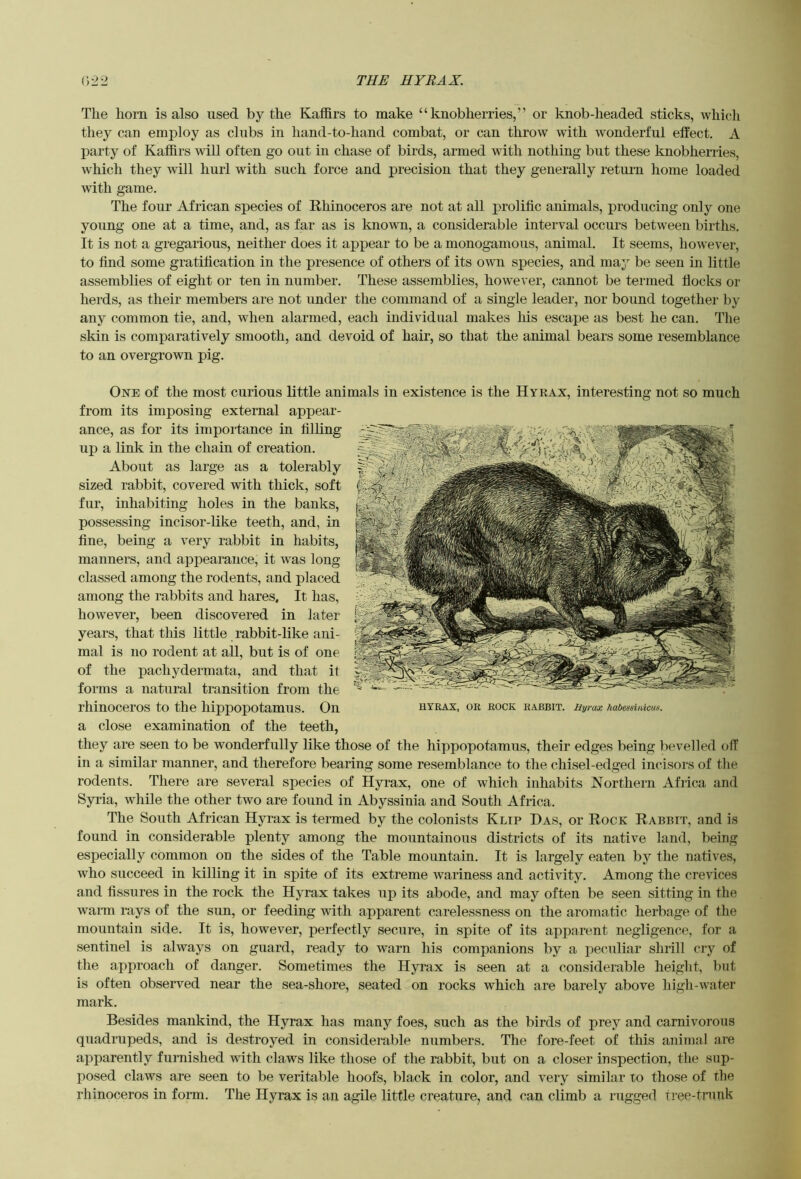 THE HYRAX. {‘■,'>■2. The horn is also used by the Kaffirs to make “knobherries,” or knob-headed sticks, which they can employ as clubs in hand-to-hand combat, or can throw with wonderful elfect. A party of Kaffirs will often go out in chase of birds, armed with nothing but these knobherries, which they will hurl with such force and precision that they generally return home loaded with game. The four African species of Rhinoceros are not at all prolific animals, producing only one young one at a time, and, as far as is knowm, a considerable interval occurs between births. It is not a gregarious, neither does it appear to be a monogamous, animal. It seems, however, to find some gratification in the presence of others of its own species, and may be seen in little assemblies of eight or ten in number. These assemblies, however, cannot be termed flocks or herds, as their members are not under the command of a single leader, nor bound together by any common tie, and, when alarmed, each individual makes lus escape as best he can. The skin is comparatively smooth, and devoid of hair, so that the animal bears some resemblance to an overgrown pig. One of the most curious little animals in existence is the Hyrax, interesting not so much from its imposing external appear- ance, as for its impoi-tance in filling up a link in the chain of creation. About as large as a tolerably sized rabbit, covered with thick, soft fur, inhabiting holes in the banks, possessing incisor-like teeth, and, in fine, being a very rabbit in habits, manners, and appearance, it was long classed among the rodents, and placed among the rabbits and hares. It has, however, been discovered in later years, that this little rabbit-like ani- mal is no rodent at all, but is of one of the pachydermata, and that it forms a natural transition from the rhinoceros to the hijjpopotamus. On a close examination of the teeth, they are seen to be wonderfully like those of the hippopotamus, their edges being bevelled off in a similar manner, and therefore bearing some resemblance to the chisel-edged incisors of the rodents. There are several species of Hyrax, one of which inhabits Northern Afiica and Syria, while the other two are found in Abyssinia and South Africa. The South African Hyrax is termed by the colonists Klip Has, or Rock Rabbit, and is found in considerable plenty among the mountainous districts of its native land, being especially common on the sides of the Table mountain. It is largely eaten by the natives, who succeed in killing it in spite of its extreme wariness and activity. Among the crevices and fissures in the rock the Hyrax takes up its abode, and may often be seen sitting in the waiin rays of the sun, or feeding with apparent carelessness on the aromatic herbage of the mountain side. It is, however, perfectly secure, in spite of its apparent negligence, for a sentinel is always on guard, ready to warn his companions by a peculiar shrill cry of the approach of danger. Sometimes the Hyrax is seen at a considerable height, but is often observed near the sea-shore, seated on rocks which are barely above liigh-water mark. Besides mankind, the Hyrax has many foes, such as the birds of prey and carnivorous quadrupeds, and is destroyed in consideraifie numbers. The fore-feet of this animal are apparently furnished with claws like those of the rabbit, but on a closer inspection, tlie sup- posed claws are seen to be veritable hoofs, black in color, and very similar to those of the rhinoceros in form. The Hyrax is an agile little creature, and can climb a rugged tree-trunk UYRAX, or rock rabbit. Hyrax habessinicus.