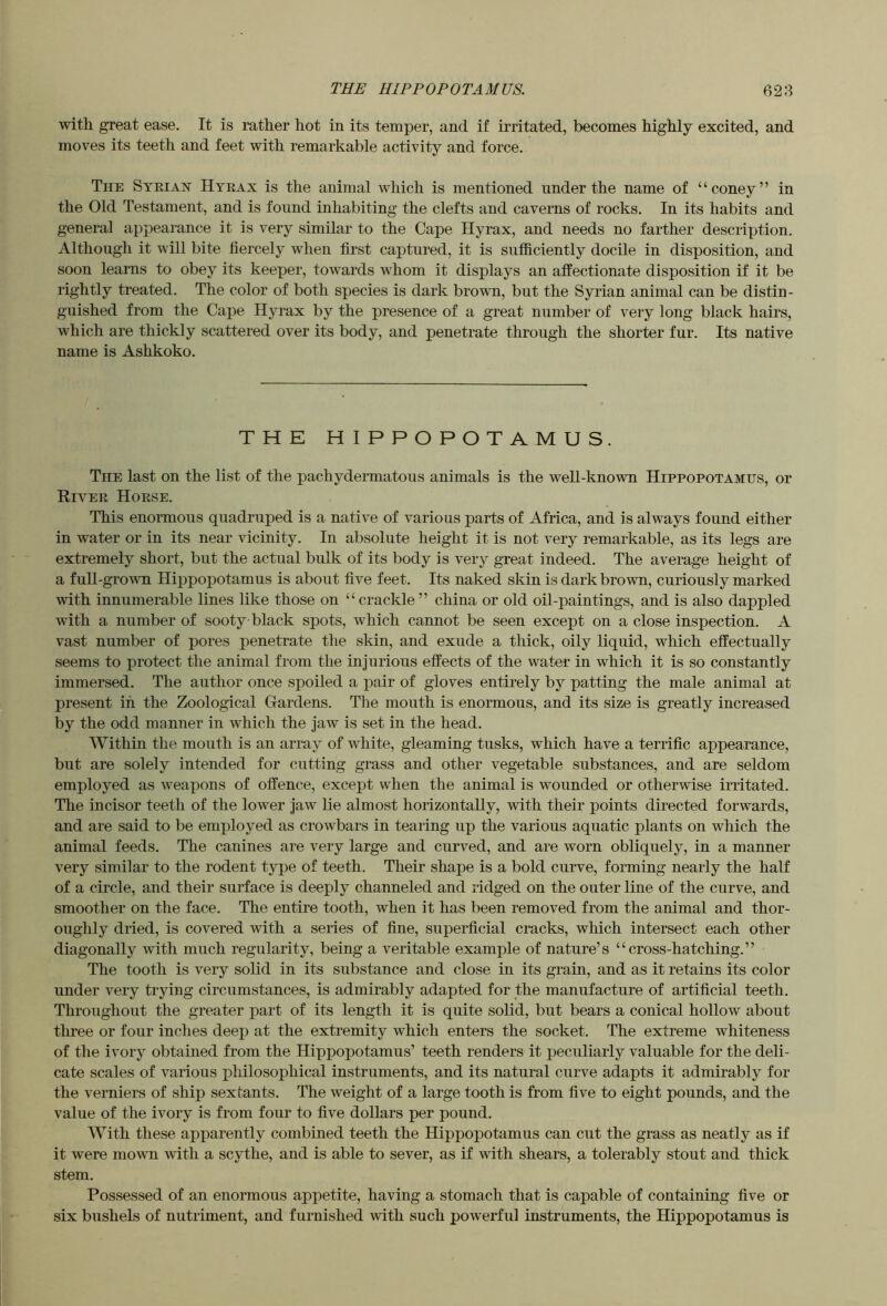 with great ease. It is rather hot in its temper, and if irritated, becomes highly excited, and moves its teeth and feet with remarkable activity and force. The Steiax Htbax is the animal which is mentioned under the name of “coney” in the Old Testament, and is found inhabiting the clefts and caverns of rocks. In its habits and general appearance it is very similar to the Cape Hyrax, and needs no farther description. Although it will bite fiercely when first captured, it is sufficiently docile in disposition, and soon learns to obey its keeper, towards whom it displays an affectionate disposition if it be rightly treated. The color of both species is dark brown, but the Syrian animal can be distin- guished from the Cape Hyrax by the presence of a great number of very long black hairs, which are thickly scattered over its body, and penetrate through the shorter fur. Its native name is Ashkoko. THE HIPPOPOTAMUS. The last on the list of the pachydermatous animals is the well-known Hippopotamus, or River Horse. This enormous quadruped is a native of various parts of Africa, and is always found either in water or in its near vicinity. In absolute height it is not very remarkable, as its legs are extremely short, but the actual bulk of its body is very great indeed. The average height of a full-grown Hippopotamus is about five feet. Its naked skin is dark brown, curiously marked with innumerable lines like those on “crackle” china or old oil-paintings, and is also dappled with a number of sooty black spots, which cannot be seen except on a close inspection. A vast number of pores penetrate the skin, and exude a thick, oily liquid, which effectually seems to protect the animal from the injurious effects of the water in which it is so constantly immersed. The author once spoiled a pair of gloves entirely by patting the male animal at present in the Zoological Gardens. The mouth is enormous, and its size is greatly increased by the odd manner in which the jaw is set in the head. Within the mouth is an array of Avhite, gleaming tusks, which have a terrific appearance, but are solely intended for cutting grass and other vegetable substances, and are seldom employed as weapons of offence, except when the animal is wounded or otherwise irritated. The incisor teeth of the lower jaw lie almost horizontally, with their points directed forwards, and are said to be employed as crowbars in tearing up the various aquatic plants on which the animal feeds. The canines are very large and curved, and are worn obliquely, in a manner very similar to the rodent type of teeth. Their shape is a bold curve, forming nearly the half of a circle, and their surface is deeply channeled and ridged on the outer line of the curve, and smoother on the face. The entire tooth, when it has been removed from the animal and thor- oughly dried, is covered with a series of fine, superficial cracks, which intersect each other diagonally with much regularity, being a veritable example of nature’s “cross-hatching.” The tooth is very solid in its substance and close in its grain, and as it retains its color under very trying circumstances, is admirably adapted for the manufacture of artificial teeth. Throughout the greater part of its length it is quite solid, but bears a conical hollow about three or four inches deep at the extremity which enters the socket. The extreme whiteness of the ivory obtained from the Hippopotamus’ teeth renders it peculiarly valuable for the deli- cate scales of various philosophical instruments, and its natural curve adapts it admirably for the verniers of ship sextants. The weight of a large tooth is from five to eight pounds, and the value of the ivory is from four to five dollars per pound. With these apparently combined teeth the Hippopotamus can cut the grass as neatly as if it were mown with a scythe, and is able to sever, as if with shears, a tolerably stout and thick stem. Possessed of an enormous appetite, having a stomach that is capable of containing five or six bushels of nutriment, and furnished with such powerful instruments, the Hippopotamus is