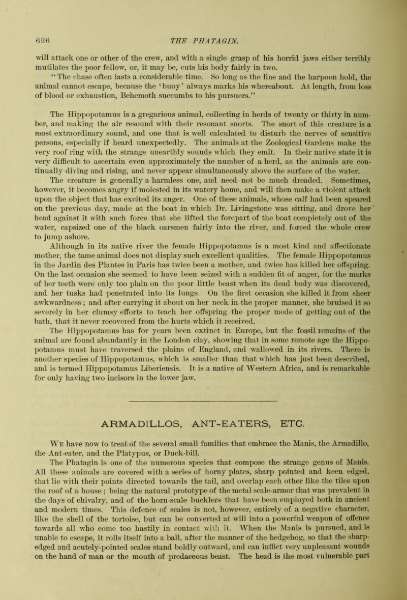 will attack one or other of the crew, and with a single grasp of his horrid Jaws either terribly mutilates the poor fellow, or, it may be, cuts his body fairly in two. “The chase often lasts a considerable time. So long as the line and the harpoon hold, the animal cannot escape, because the ‘ buoy ’ always marks his whereabout. At length, from loss of blood or exhaustion. Behemoth succumbs to his pursuers.” The Hippopotamus is a gregarious animal, collecting in herds of twenty or thirty in num- ber, and making the air resound with their resonant snorts. The snort of this creature is a most extraordinary sound, and one that is well calcidated to disturb the nerves of sensitive persons, especially^ if heard unexpectedly. The animals at the Zoological Gardens make the very roof ring with the strange unearthly sounds which they emit. In their native state it is very difficult to ascertain even approximately the number of a herd, as the animals are con- tinually diving and rising, and never appear simultaneously above the surface of the water. The creature is generally a harmless one, and need not be much dreaded. Sometimes, however, it becomes angry if molested in its watery home, and will then make a violent attack upon the object that has excited its anger. One of these animals, whose calf had l)een speared on the previous day, made at the boat in which Dr. Livingstone was sitting, and drove her head against it with such force that she lifted the forepart of the boat completely out of the water, capsized one of the black oarsmen fairly into the river, and forced the whole crew to Jump ashore. Although in its native river the female Hippopotamus is a most kind and affectionate mother, the tame animal does not display such excellent qualities. The female Hippopotamus in the Jardin des Plantes in Paris has twice been a mother, and twice has killed her offspring. On the last occasion she seemed to have been seized with a sudden fit of anger, for the marks of her teeth were only too plain on the poor little beast when its dead body was discovered, and her tusks had penetrated into its lungs. On the first occasion she killed it from sheer awkwardness ; and after carrying it about on her neck in the proper manner, she bruised it so severely in her clumsy efforts to teach her offspring the proper mode of getting out of the bath, that it never recovered from the hurts which it received. The Hippopotamus has for years been extinct in Europe, but the fossil remains of the animal are found abundantly in the London clay, showing that in some remote age the Hippo- potamus must have traversed the plains of England, and rvallow ed in its rivers. There is another species of Hippopotamus, which is smaller than that which has Just been described, and is tenned Hippopotamus Liberiensis. It is a native of Western Africa, and is remarkable for only having two incisors in the lower Jaw. ARMADILLOS, ANT-EATERS, ETC. We have now to treat of the several small families that embrace the Manis, the Armadillo, the Ant-eater, and the Platypus, or Duck-bill. The Phatagin is one of the numerous species that compose the strange genus of Manis. All these animals are covered with a series of homy plates, sharp pointed and keen edged, that lie with their points directed towards the tail, and overlap each other like the tiles upon the roof of a house ; being the natural prototype of the metal scale-armor that was prevalent in the days of chivalry, and of the horn-scale bucklers that have been employed both in ancient and modern times. This defence of scales is not, however, entirely of a negative character, like the shell of the tortoise, but can be converted at will into a powerful weapon of offence towards all who come too hastily in contact with it. When the Manis is pursued, and is unable to escape, it rolls itself into a ball, after the manner of the hedgehog, so that the sharp- edged and acutely-pointed scales stand boldly outward, and can inflict very unpleasant w ounds on the hand of man or the mouth of predaceous beast. The head is the most vulnerable part