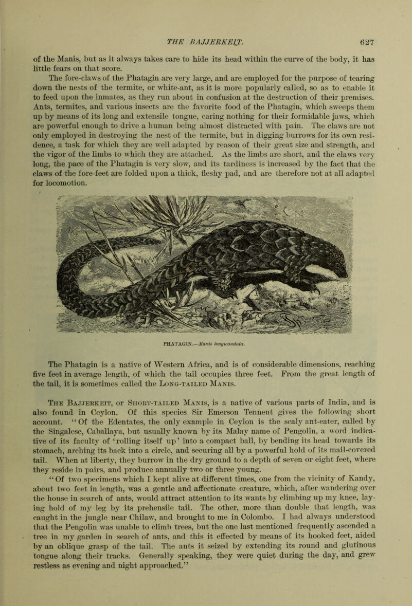 THE BAJJERKEIT. 6i57 of the Manis, but as it always takes care to hide its head within the curve of the body, it has little fears on that score. The fore-claws of the Phatagin are very large, and are employed for the purpose of tearing down the nests of the termite, or white-ant, as it is more popularly called, so as to enable it to feed upon the inmates, as they run about in confusion at the destruction of their premises. Ants, termites, and various insects are the favorite food of the Phatagin, wldch sweeps them up by means of its long and extensile tongue, caring nothing for their fonnidable jaws, which are powerful enough to drive a human being almost distracted with pain. The claws are not only employed in destroying the nest of the termite, but in digging burrows for its own resi- dence, a task for which they are well adapted by reason of their great size and strength, and the vigor of the limbs to which they are attached. As the limbs are short, and the claws very long, the pace of the Phatagin is very slow, and its tardiness is increased by the fact that the claws of the fore-feet are folded upon a thick, fleshy pad, and are therefore not at all adapted for locomotion. PHATAGIN.—Manis longicauduta. The Phatagin is a native of Western Africa, and is of considerable dimensions, reaching five feet in average length, of which the tail occupies three feet. From the great length of the tail, it is sometimes called the Long-tailed Manis. The Ba.t.terkeit, or Siiokt-tailed Manis, is a native of various parts of India, and is also found in Ceylon. Of this species Sir Emerson Tennent gives the following short account. “Of the Edentates, the only example in Ceylon is the scaly ant-eater, called by the Singalese, Caballaya, but usually known by its Malay name of Pengolin, a word indica- tive of its faculty of ‘rolling itself up’ into a compact ball, by bending its head towards its stomach, arching its back into a circle, and securing all by a powerful hold of its mail-covered tail. When at liberty, they burrow in the dry ground to a depth of seven or eight feet, where they reside in pairs, and produce annually two or three young. “ Of two specimens which I kept alive at different times, one from the vicinity of Kandy, about two feet in length, was a gentle and affectionate creature, which, after wandering over the house in search of ants, would attract attention to its wants by climbing up my knee, lay- ing hold of my leg by its prehensile tail. The other, more than double that length, was caught in the jungle near Chilaw, and brought to me in Colombo. I had always understood that the Pengolin was unable to climb trees, but the one last mentioned frequently ascended a tree in my garden in search of ants, and this it effected by means of its hooked feet, aided by an oblique grasp of the tail. I’he ants it seized by extending its rountl and glutinous tongue along their tracks. Generally speaking, they were quiet during the day, and grew restless as evening and night approached,”