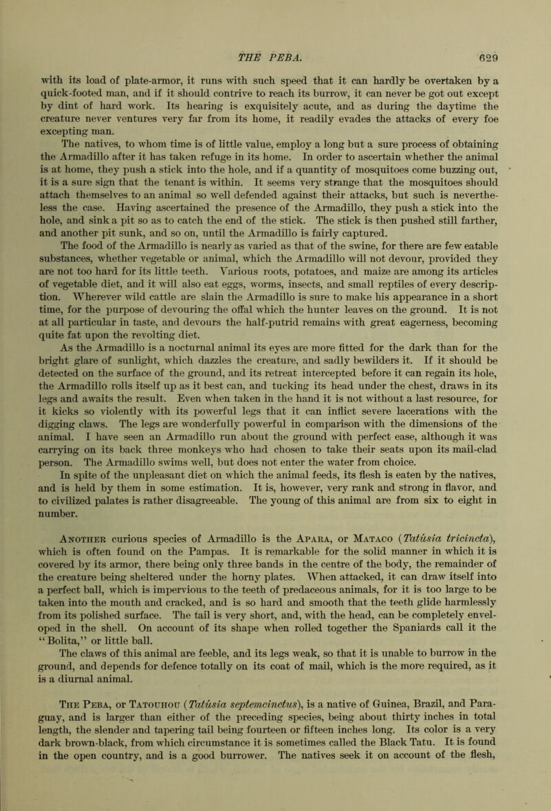 with its load of plate-armor, it runs with such speed that it can hardly be overtaken by a quick-footed man, and if it should contrive to reach its burrow, it can never be got out except by dint of hard work. Its hearing is exquisitely acute, and as during the daytime the creature never ventures very far from its home, it readily evades the attacks of every foe excepting man. The natives, to whom time is of little value, employ a long but a sure process of obtaining the Armadillo after it has taken refuge in its home. In order to ascertain whether the animal is at home, they push a stick into the hole, and if a quantity of mosquitoes come buzzing out, it is a sure sign that the tenant is within. It seems very strange that the mosquitoes should attach themselves to an animal so well defended against their attacks, but such is neverthe- less the case. Having ascertained the presence of the Armadillo, they push a stick into the hole, and sink a pit so as to catch the end of the stick. The stick is then pushed still farther, and another pit sunk, and so on, until the Armadillo is fairly captured. The food of the Armadillo is nearly as varied as that of the swine, for there are few eatable substances, whether vegetable or animal, which the Armadillo will not devour, provided they are not too hard for its little teeth. Various roots, potatoes, and maize are among its articles of vegetable diet, and it will also eat eggs, worms, insects, and small reptiles of every descrip- tion. Wherever wild cattle are slain the Armadillo is sure to make his appearance in a short time, for the purpose of devouring the offal which the hunter leaves on the ground. It is not at all particular in taste, and devours the half-putrid remains with great eagerness, becoming quite fat upon the revolting diet. As the Armadillo is a nocturnal animal its eyes are more fitted for the dark than for the bright glare of sunlight, which dazzles the creature, and sadly bewilders it. If it should be detected on the surface of the ground, and its retreat intercepted before it can regain its hole, the Armadillo rolls itself up as it best can, and tucking its head under the chest, draws in its legs and awaits the result. Even when taken in the hand it is not without a last resource, for it kicks so violently wuth its powerful legs that it can inflict severe lacerations with the digging claws. The legs are wonderfully powerful in comparison with the dimensions of the animal. I have seen an Armadillo run about the ground with perfect ease, although it was carrying on its back three monkeys who had chosen to take their seats upon its mail-clad person. The Armadillo swims well, but does not enter the water from choice. In spite of the unpleasant diet on which the animal feeds, its flesh is eaten by the natives, and is held by them in some estimation. It is, however, very rank and strong in flavor, and to civilized palates is rather disagreeable. The young of this animal are from six to eight in number. Another curious species of Armadillo is the Apaea, or Mataco {Tatusia tricincta), which is often found on the Pampas. It is remarkable for the solid manner in which it is covered by its armor, there being only three bands in the centre of the body, the remainder of the creature being sheltered under the homy plates. When attacked, it can draw itself into a perfect ball, which is impervious to the teeth of predaceous animals, for it is too large to be taken into the mouth and cracked, and is so hard and smooth that the teeth glide harmlessly from its polished surface. The tail is very short, and, with the head, can be completely envel- oped in the shell. On account of its shape when rolled together the Spaniards call it the “ Bolita,” or little ball. The claws of this animal are feeble, and its legs weak, so that it is unable to burrow in the ground, and depends for defence totally on its coat of mail, which is the more required, as it is a diurnal animal. The Peba, or Tatouhou (Tatusia septemcinctus)^ is a native of Guinea, Brazil, and Para- guay, and is larger than either of the preceding species, being about thirty inches in total length, the slender and tapering tail being fourteen or fifteen inches long. Its color is a very dark brown-black, from which circumstance it is sometimes called the Black Tatu. It is found in the open country, and is a good burrower. The natives seek it on account of the flesh.